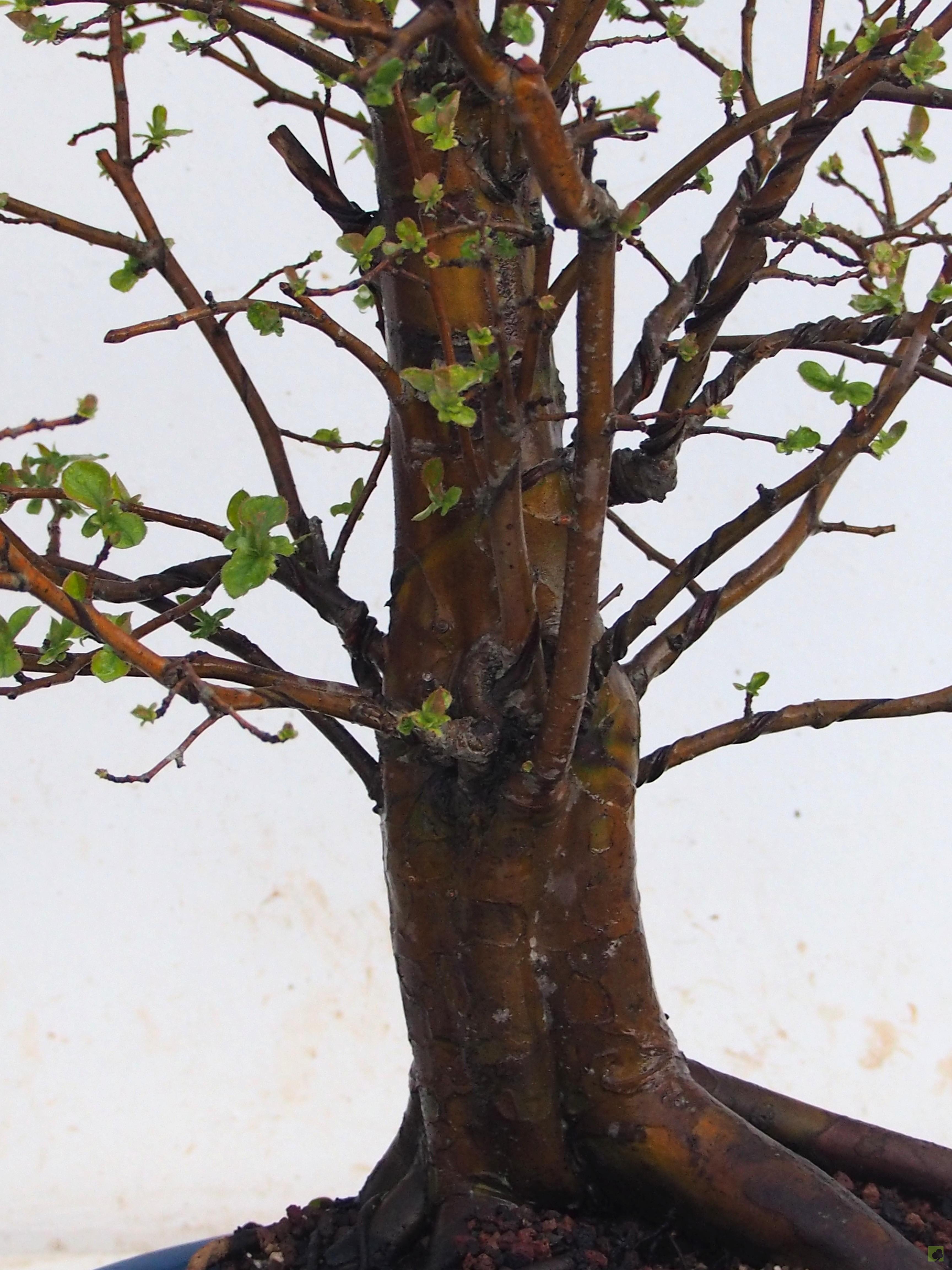 BONSAI PSEUDOCYDONIA SINESIS BONSAI PSEUDOCYDONIA SINESIS