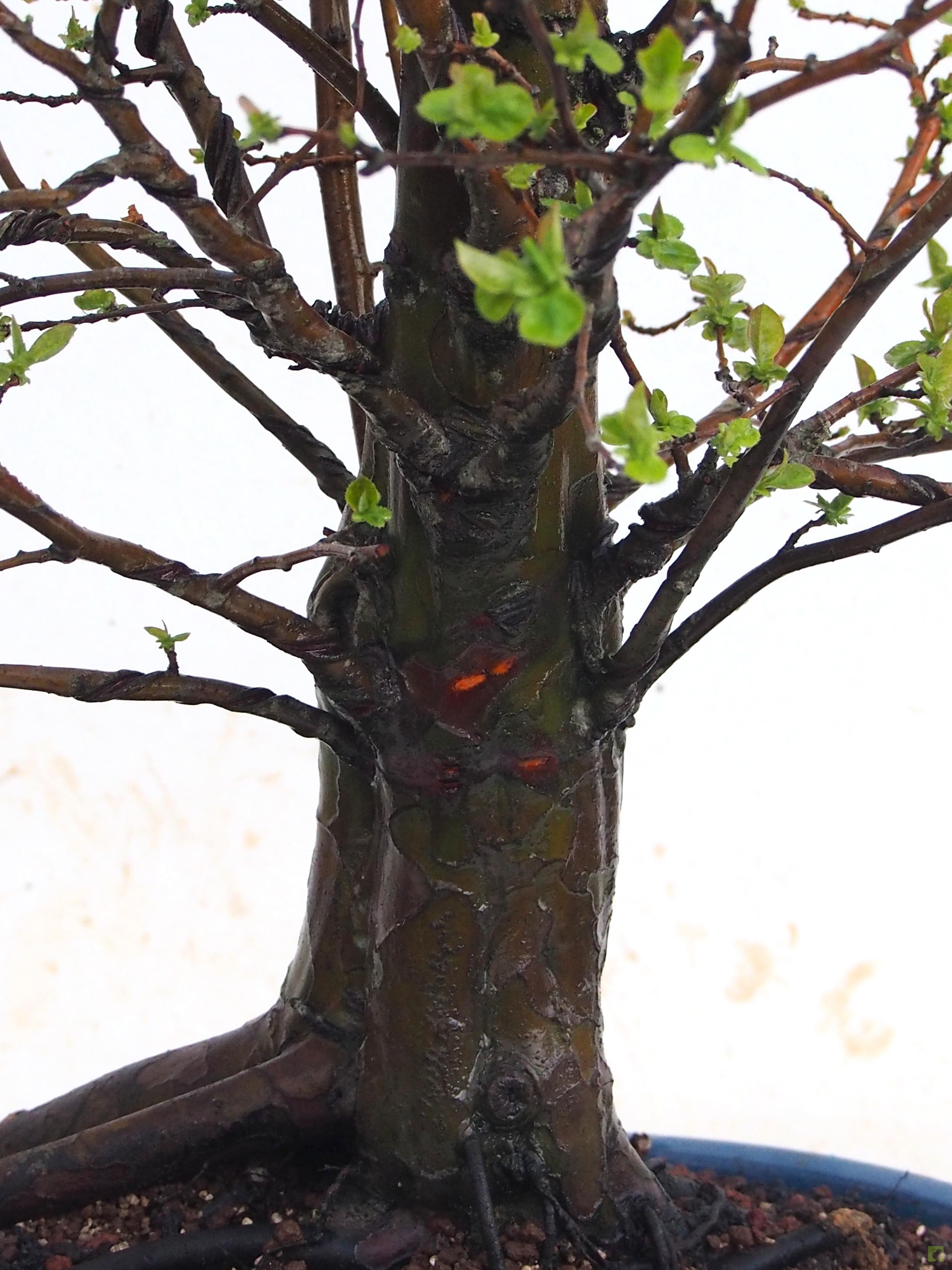 BONSAI PSEUDOCYDONIA SINESIS BONSAI PSEUDOCYDONIA SINESIS
