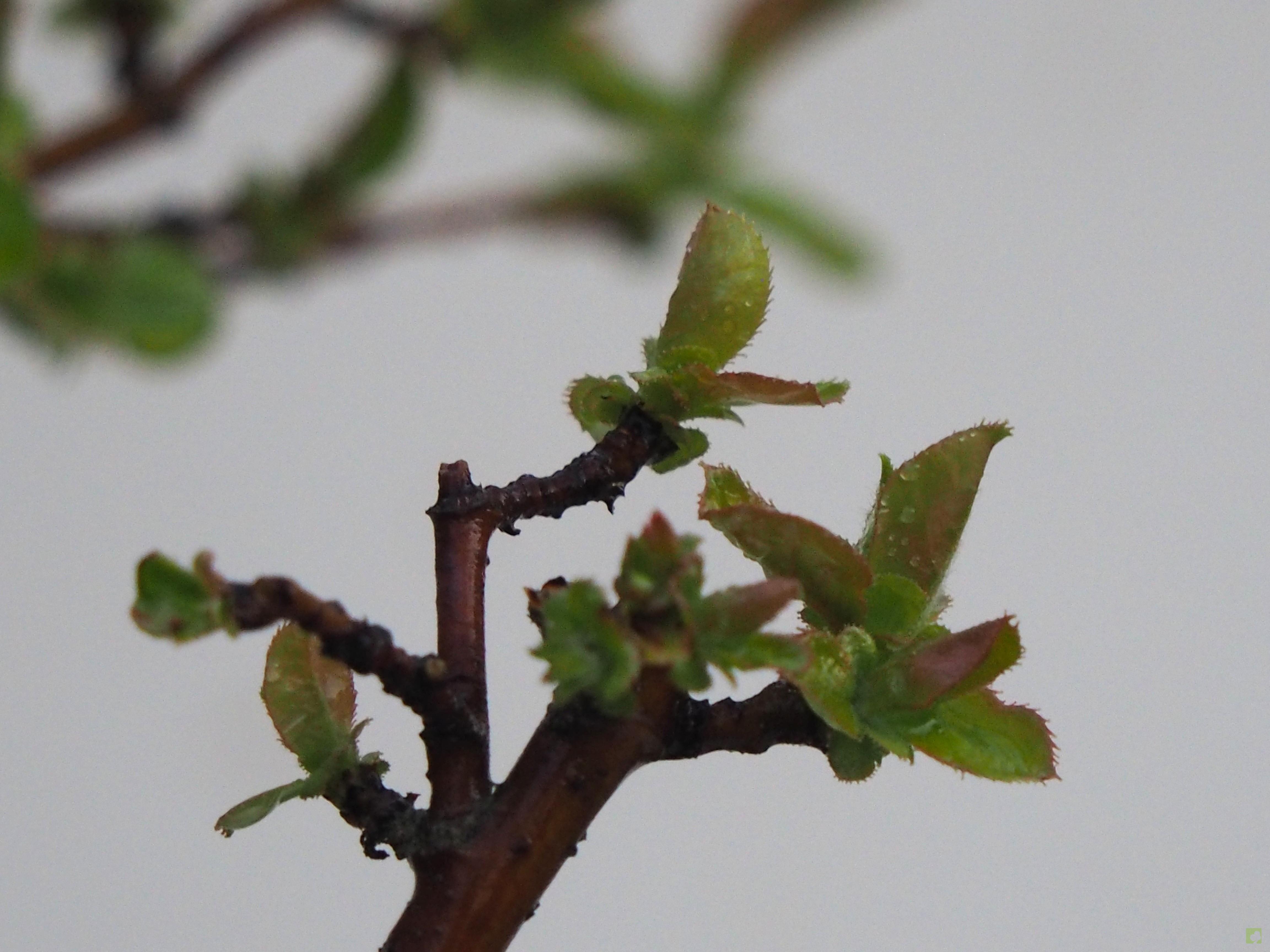 BONSAI PSEUDOCYDONIA SINESIS BONSAI PSEUDOCYDONIA SINESIS