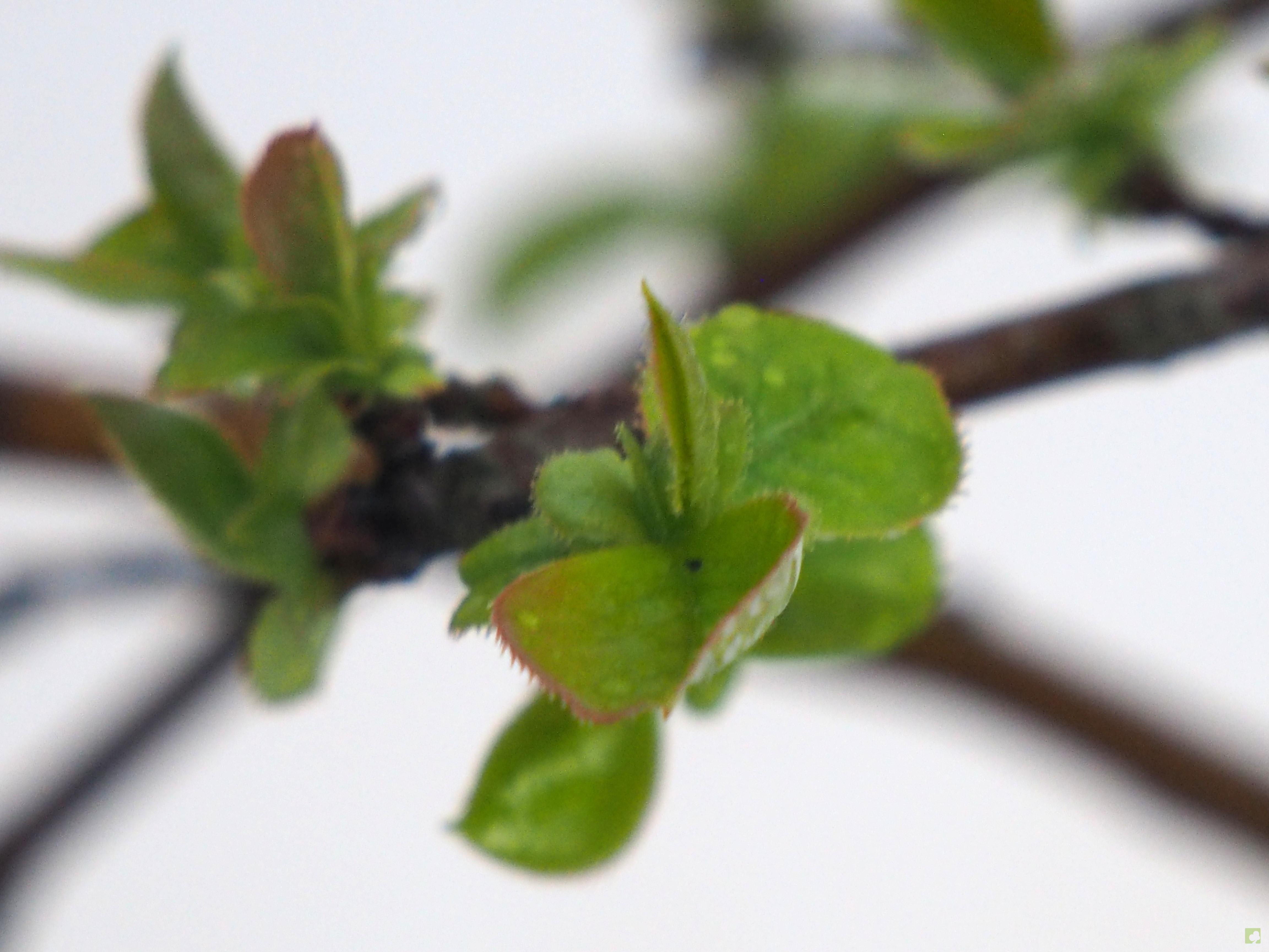 BONSAI PSEUDOCYDONIA SINESIS BONSAI PSEUDOCYDONIA SINESIS