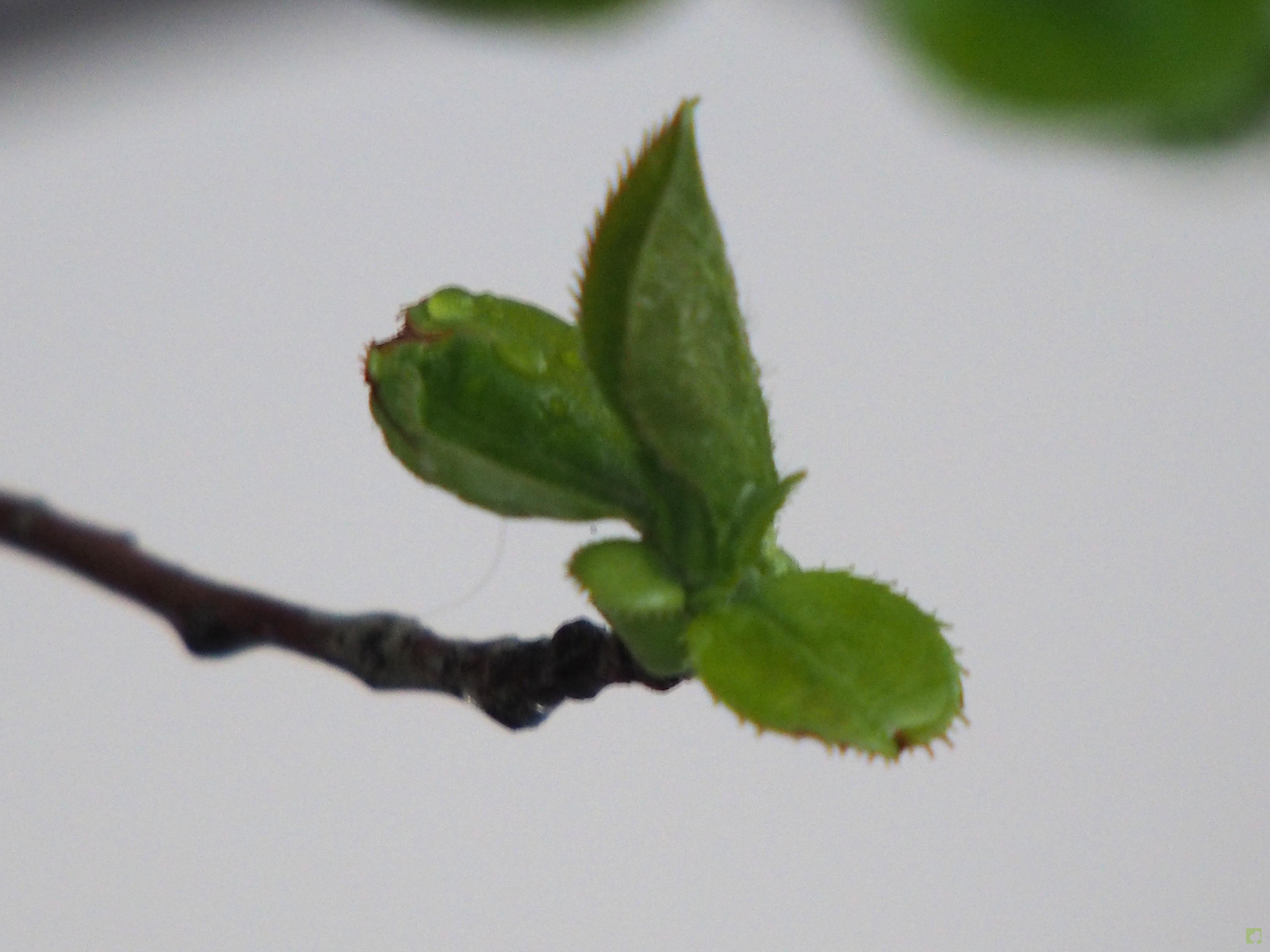 BONSAI PSEUDOCYDONIA SINESIS BONSAI PSEUDOCYDONIA SINESIS