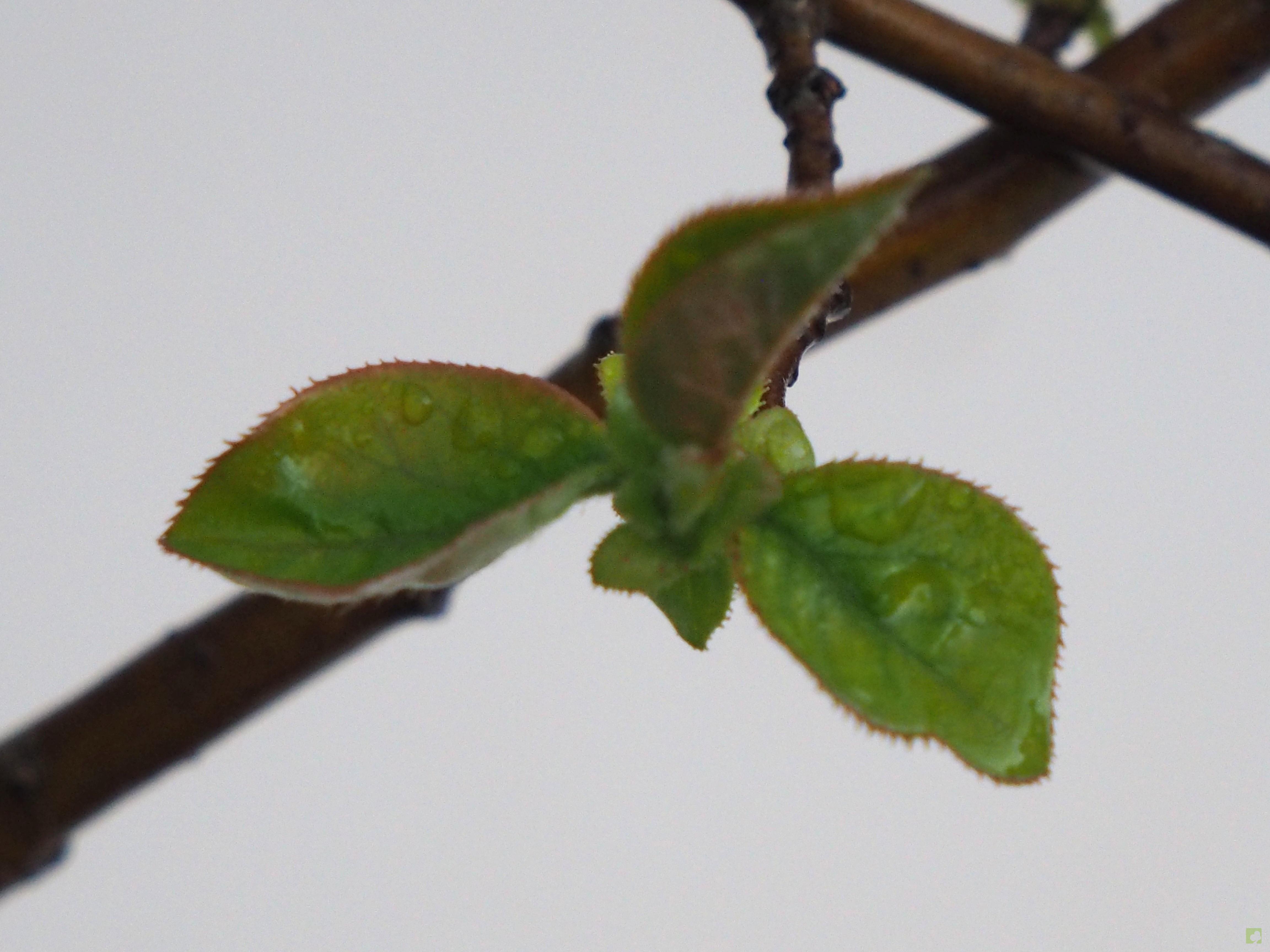 BONSAI PSEUDOCYDONIA SINESIS BONSAI PSEUDOCYDONIA SINESIS