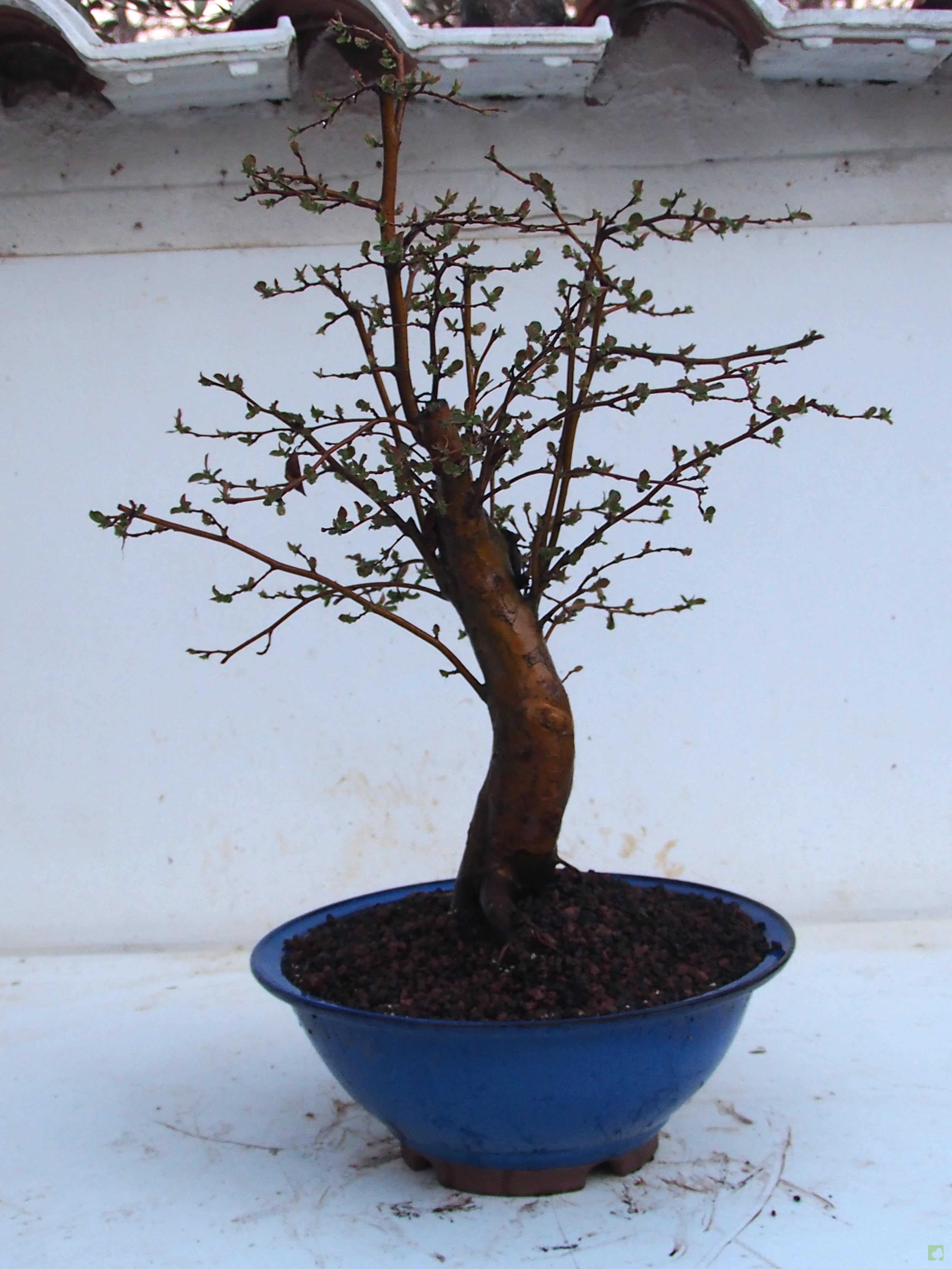 BONSAI PSEUDOCYDONIA SINESIS BONSAI PSEUDOCYDONIA SINESIS