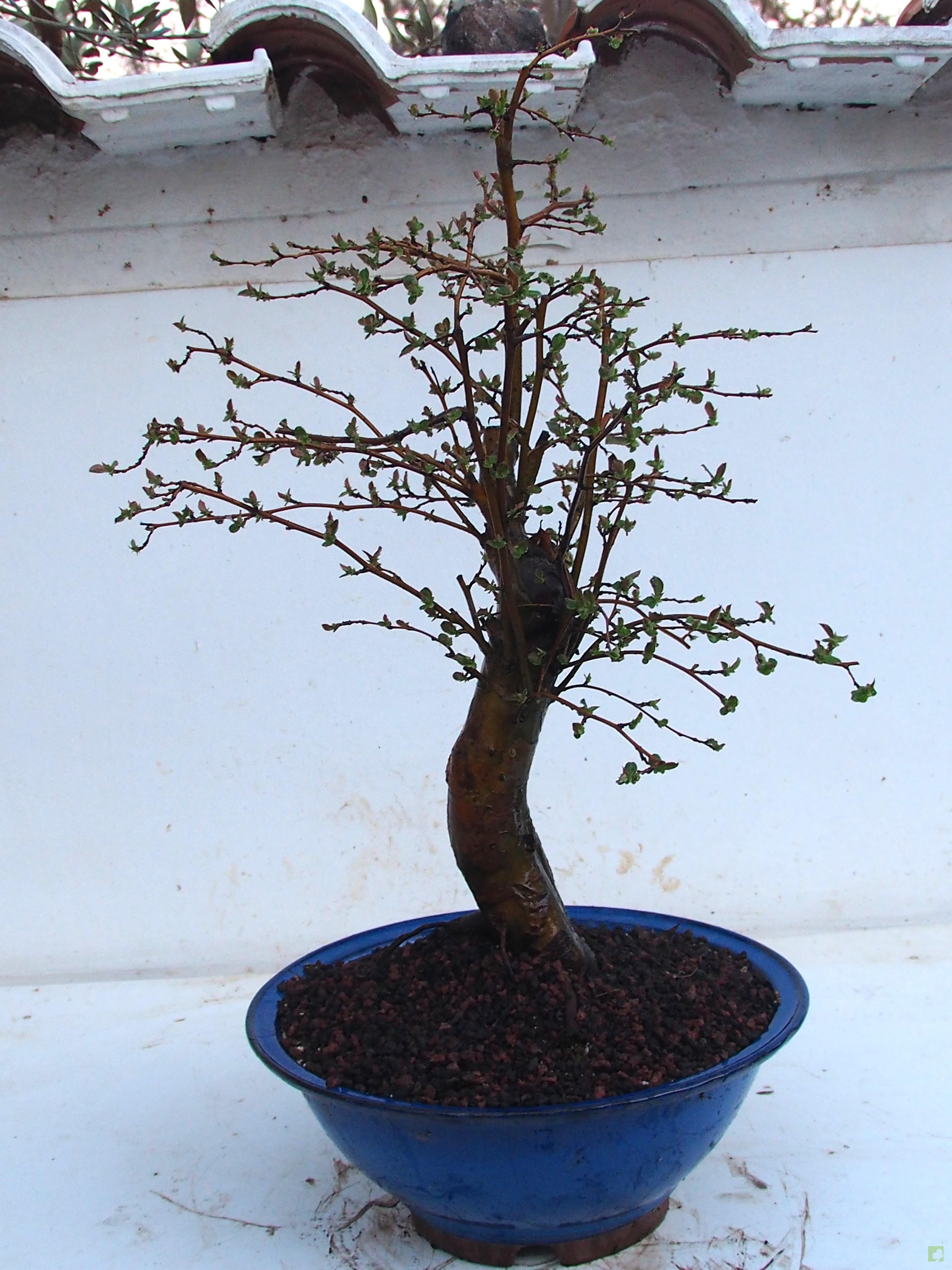 BONSAI PSEUDOCYDONIA SINESIS BONSAI PSEUDOCYDONIA SINESIS
