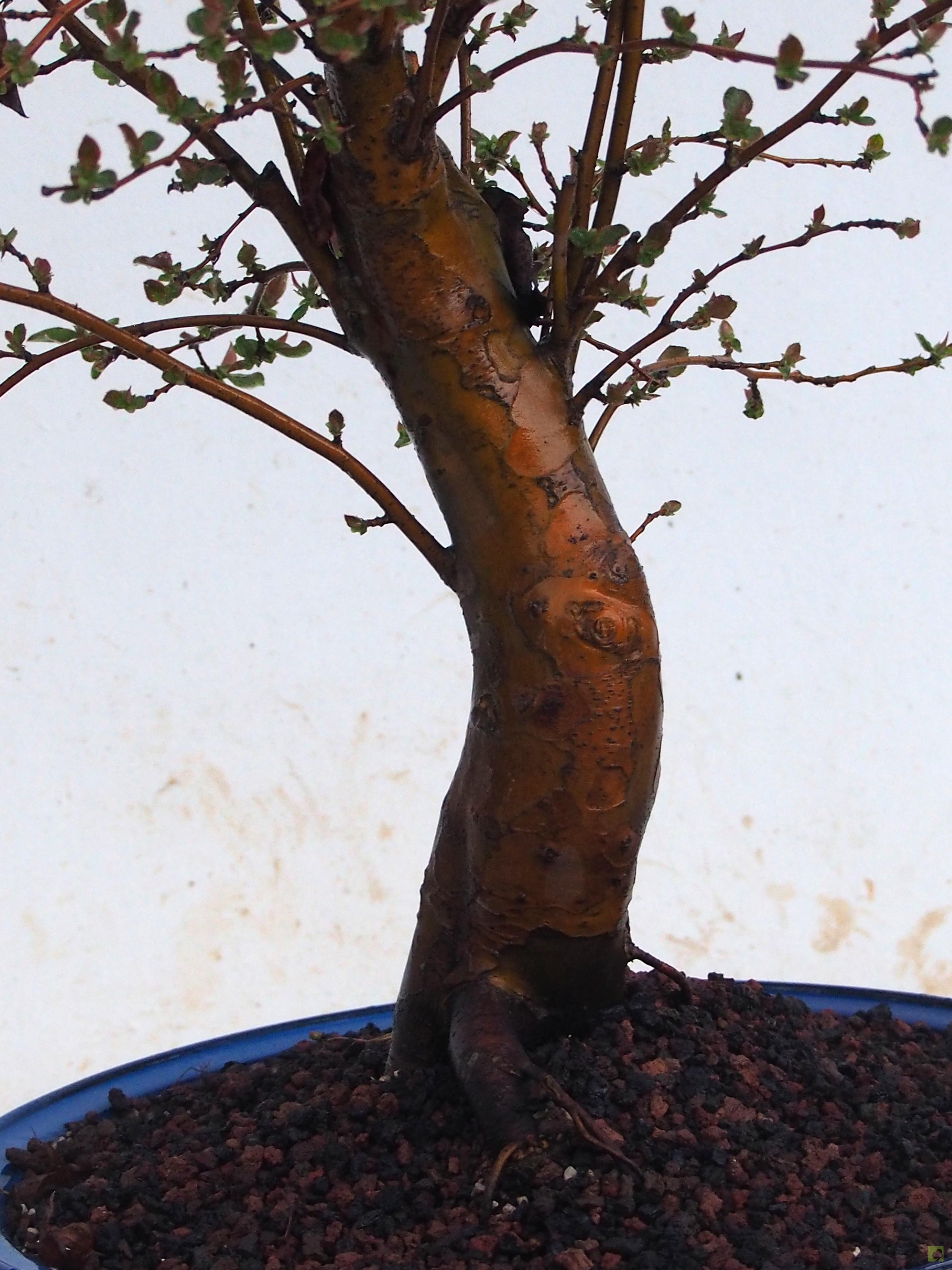 BONSAI PSEUDOCYDONIA SINESIS BONSAI PSEUDOCYDONIA SINESIS