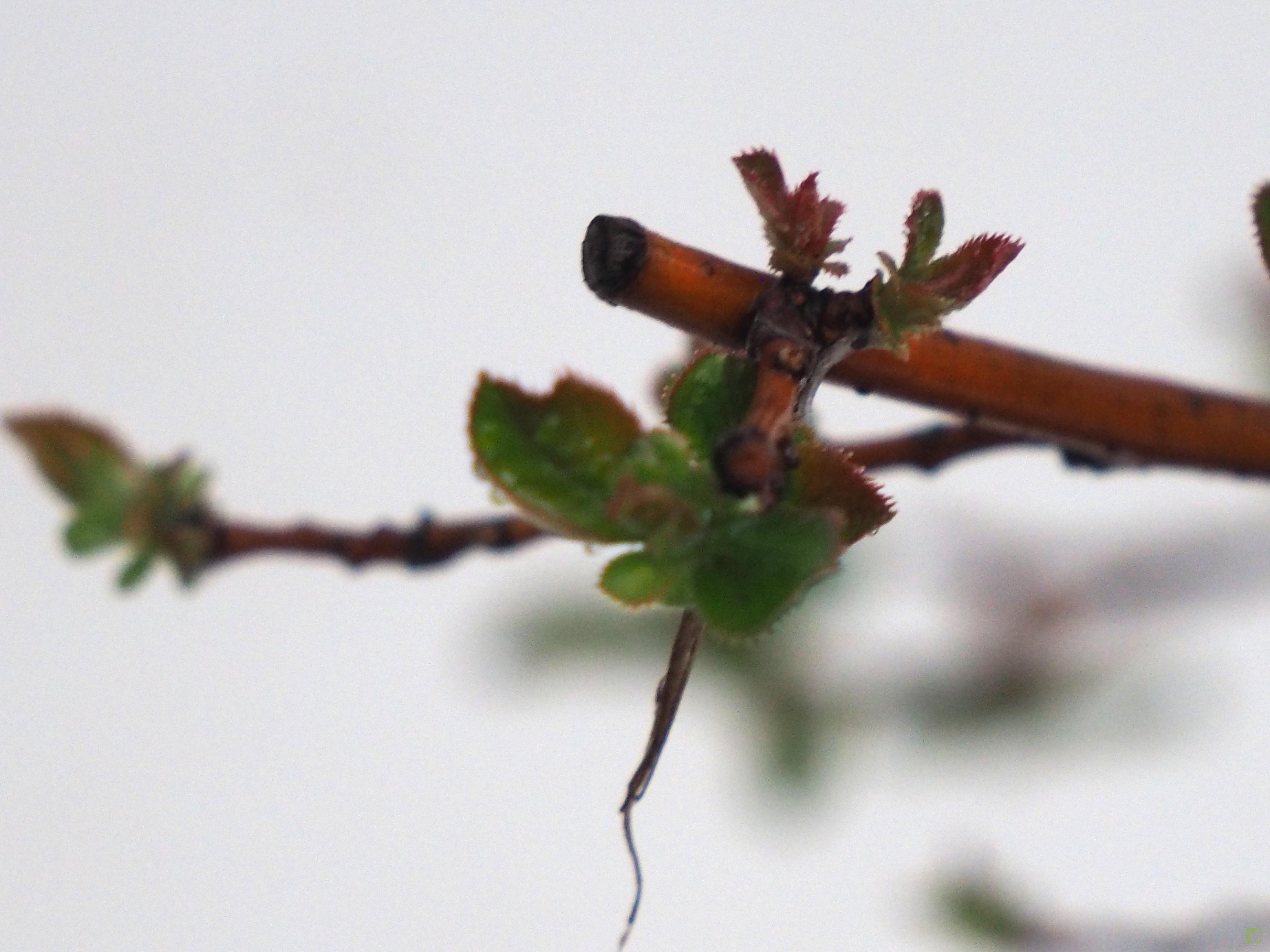 BONSAI PSEUDOCYDONIA SINESIS BONSAI PSEUDOCYDONIA SINESIS