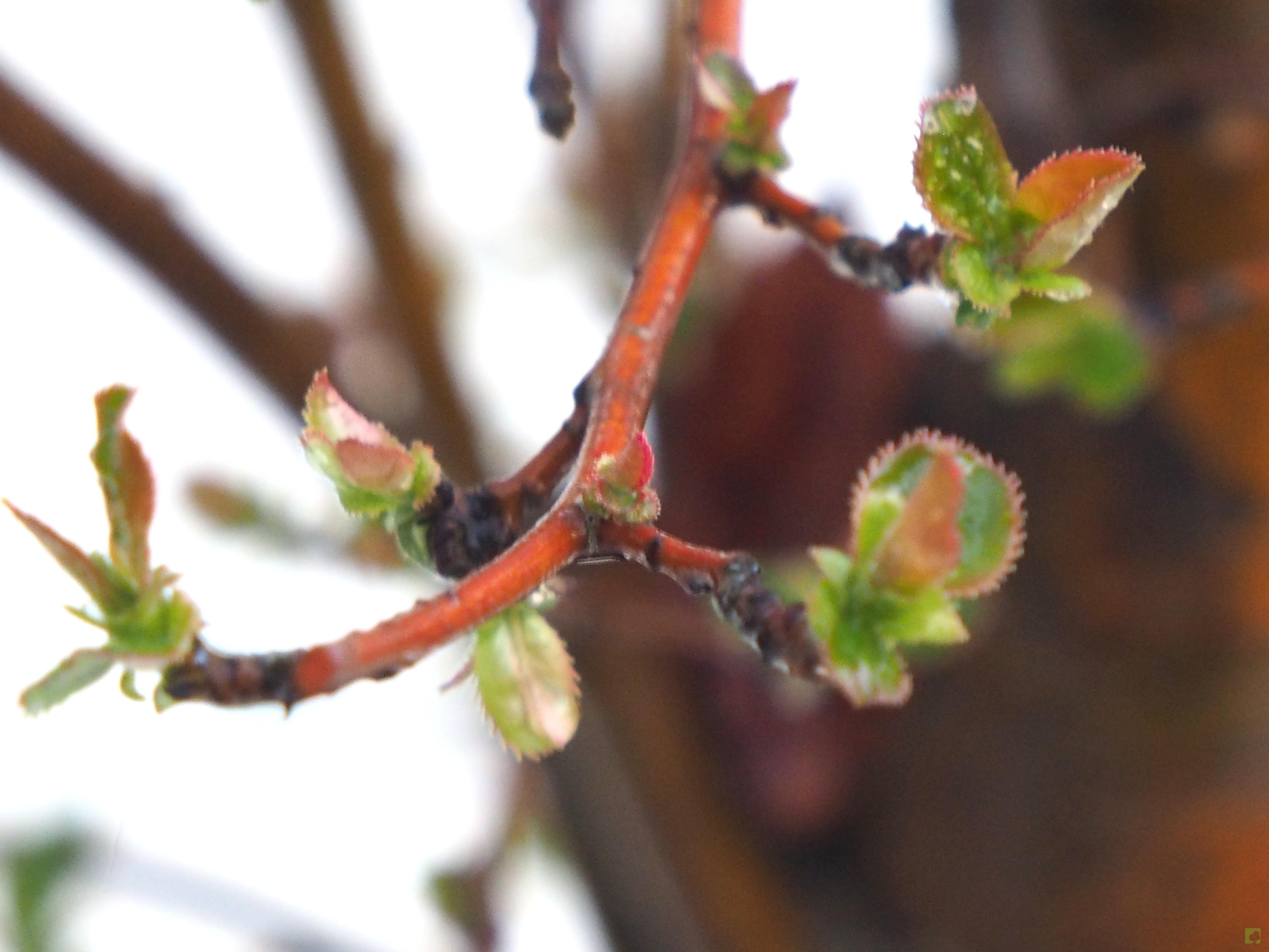 BONSAI PSEUDOCYDONIA SINESIS BONSAI PSEUDOCYDONIA SINESIS
