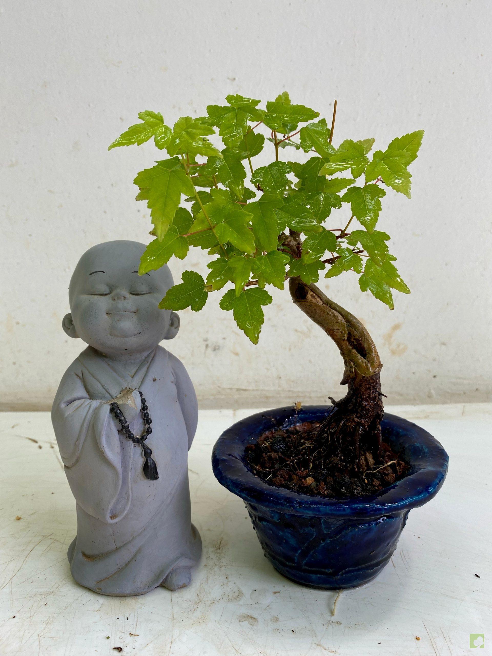 Processed with MOLDIV