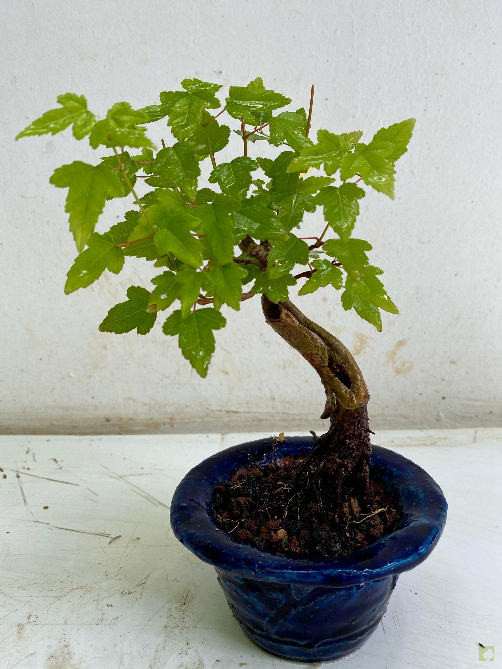 Processed with MOLDIV