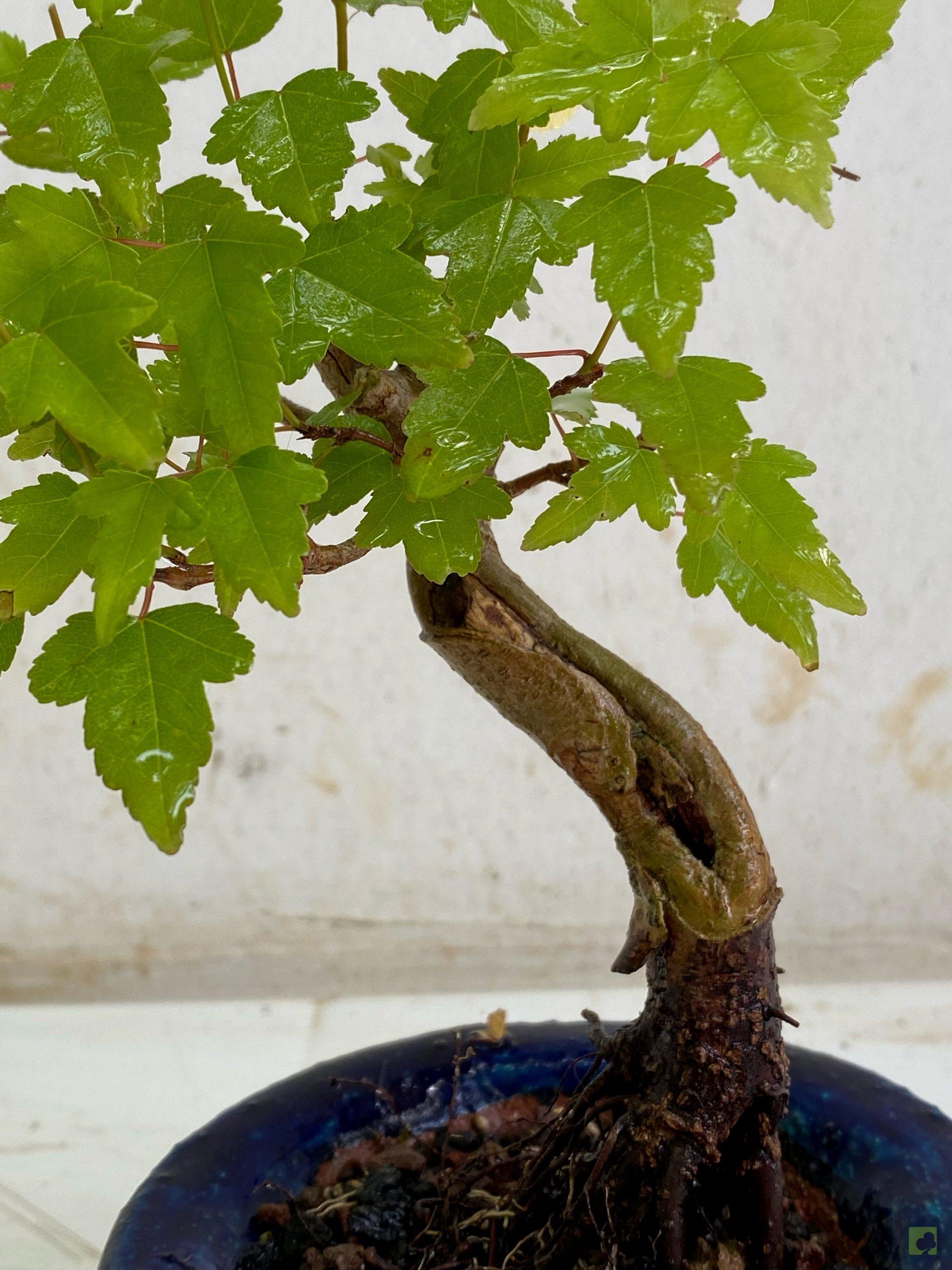 Processed with MOLDIV