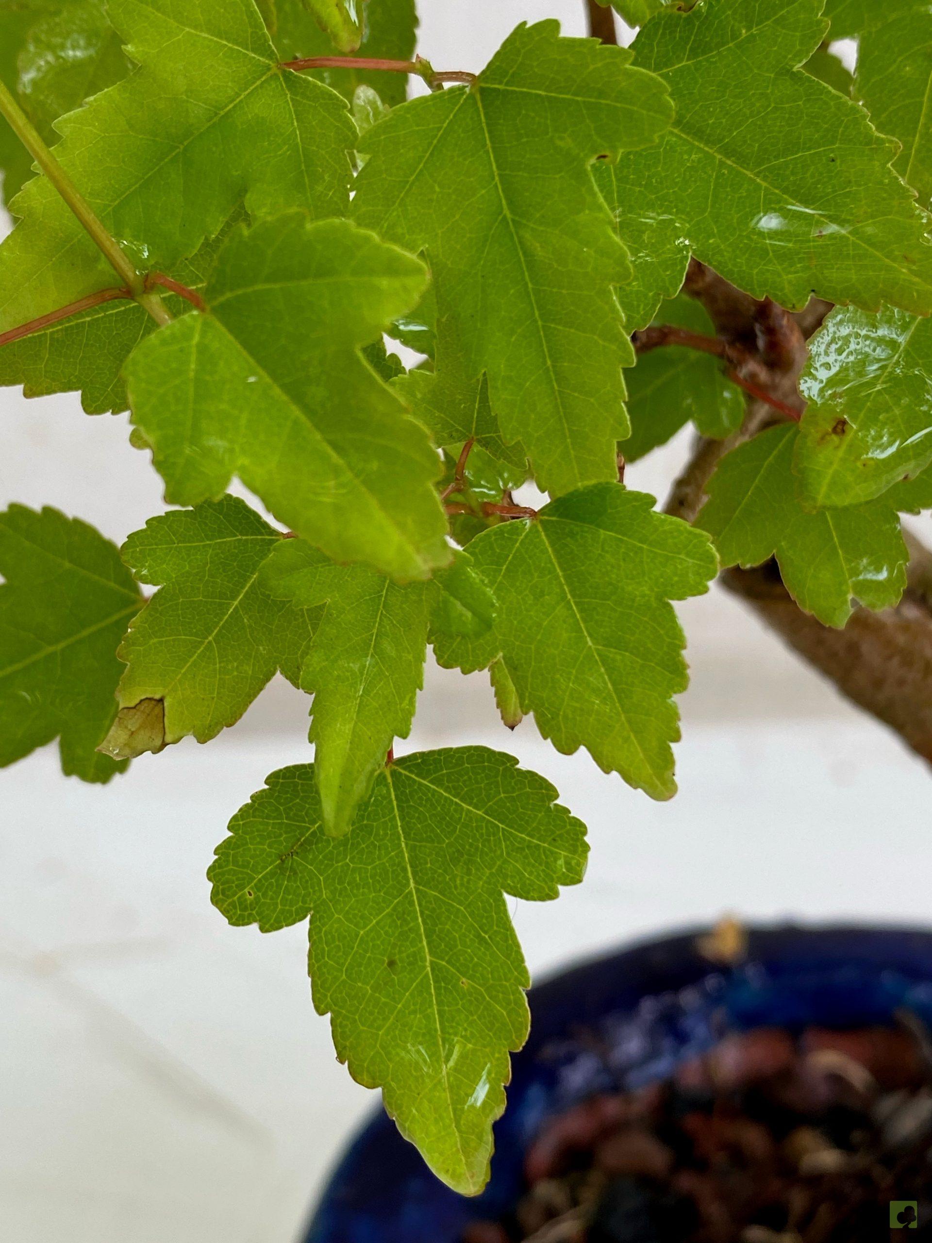 Processed with MOLDIV