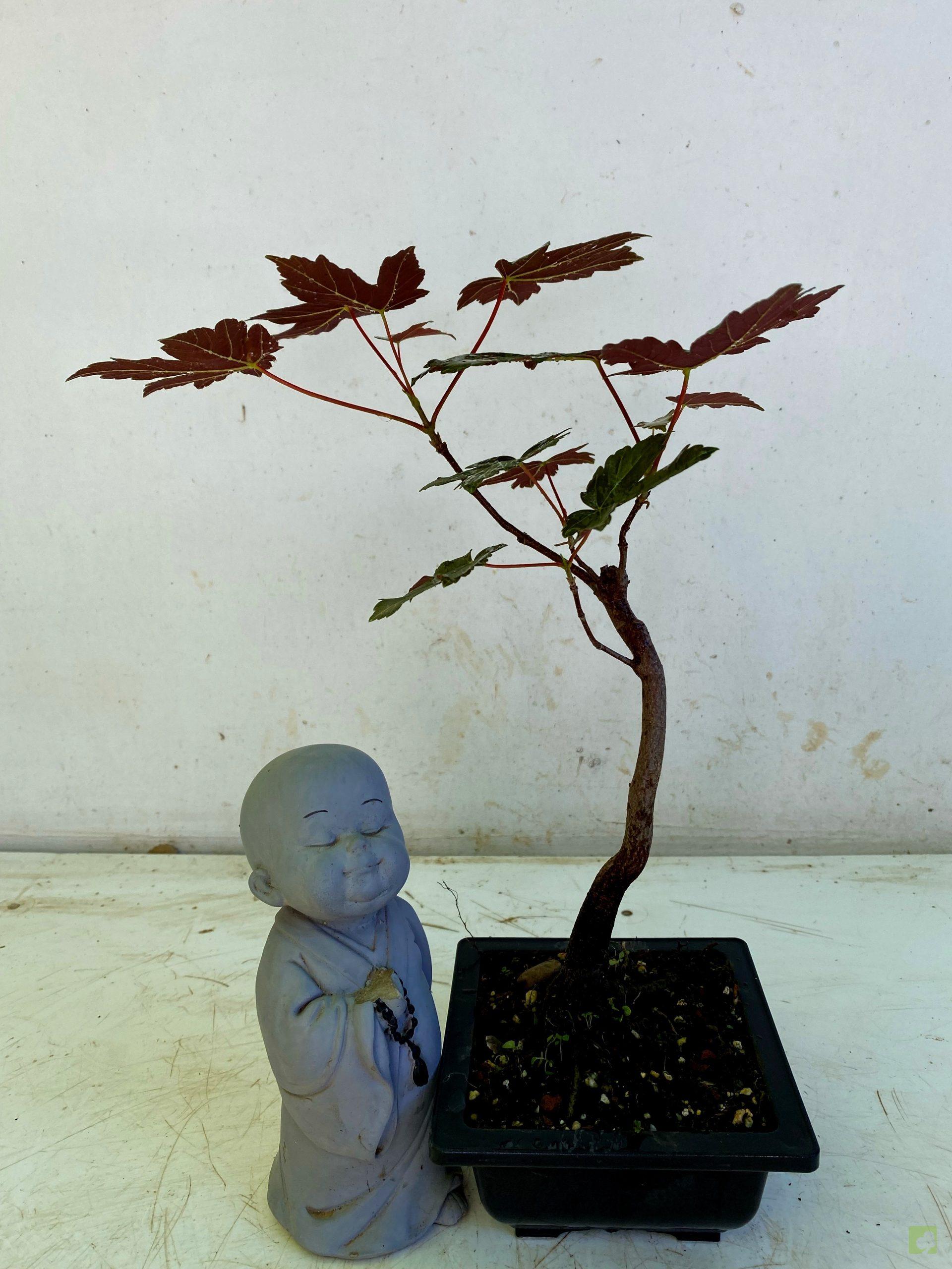 Processed with MOLDIV