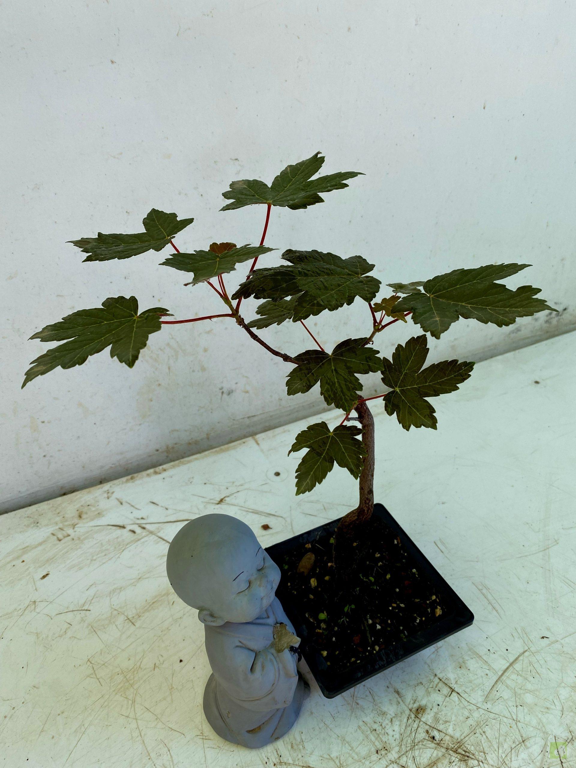 Processed with MOLDIV