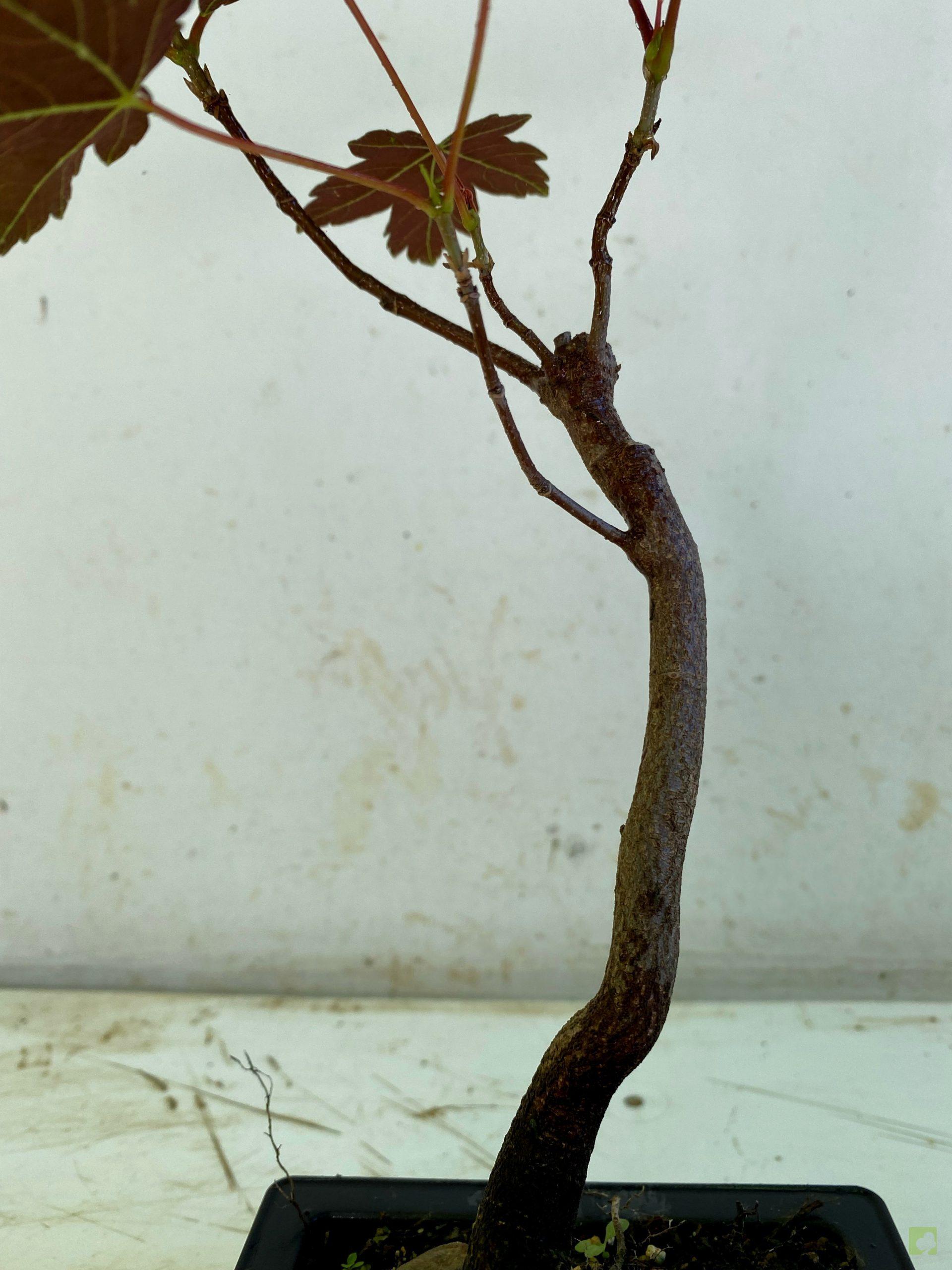 Processed with MOLDIV