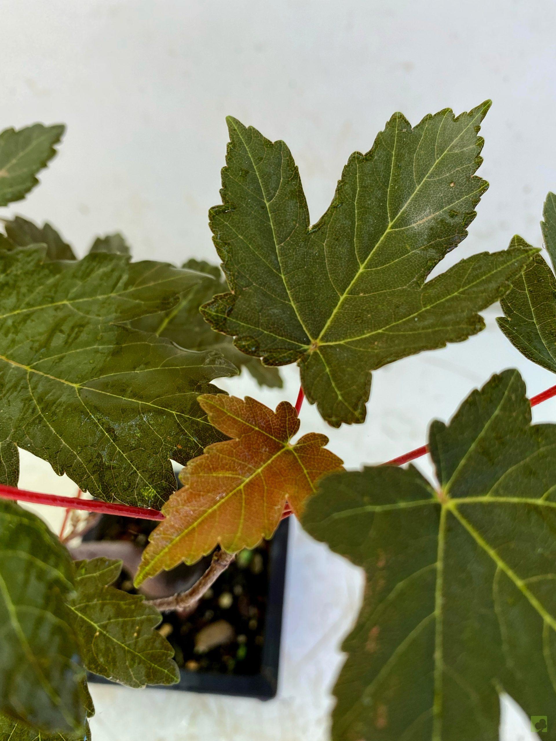 Processed with MOLDIV