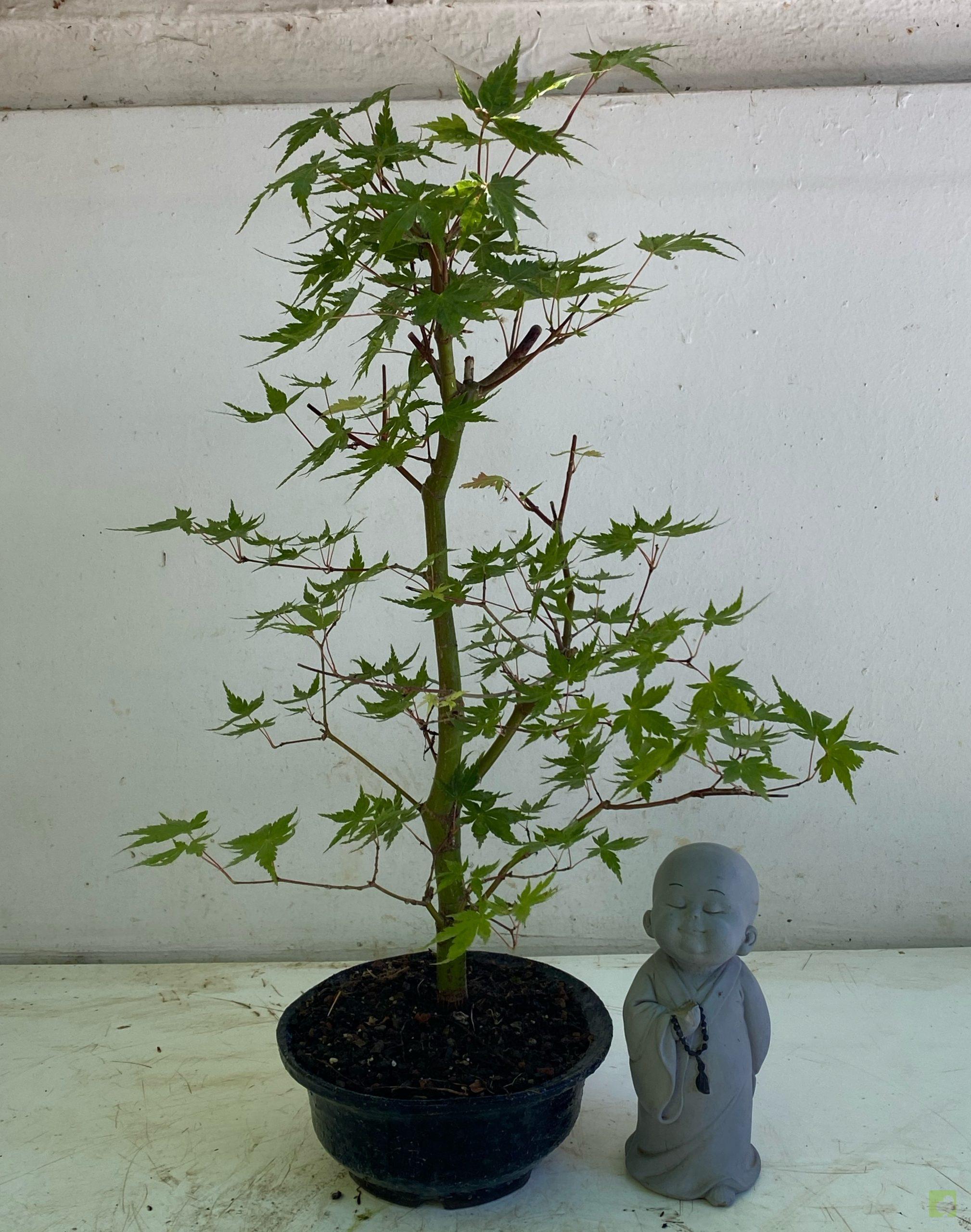 Processed with MOLDIV