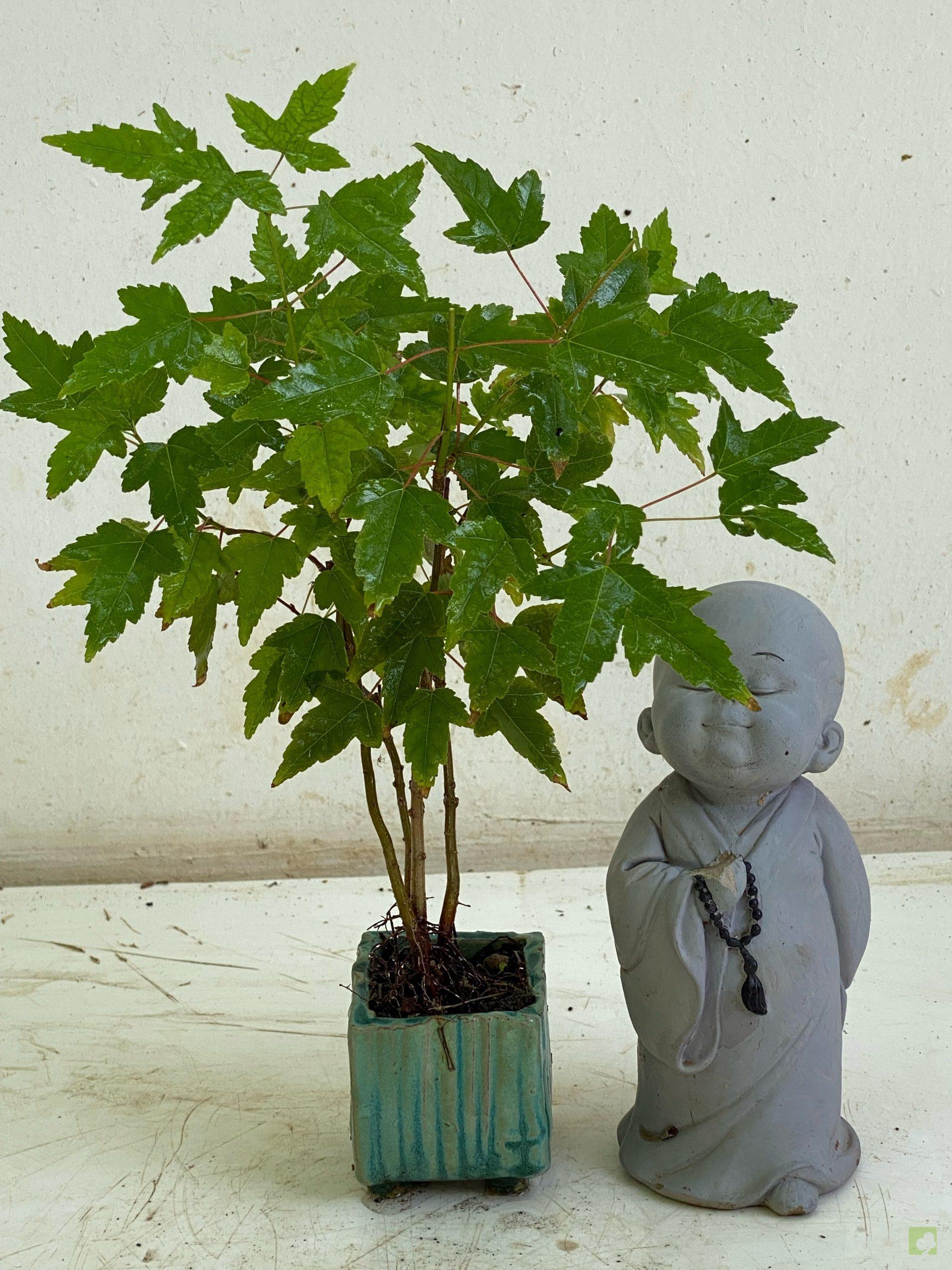 Processed with MOLDIV