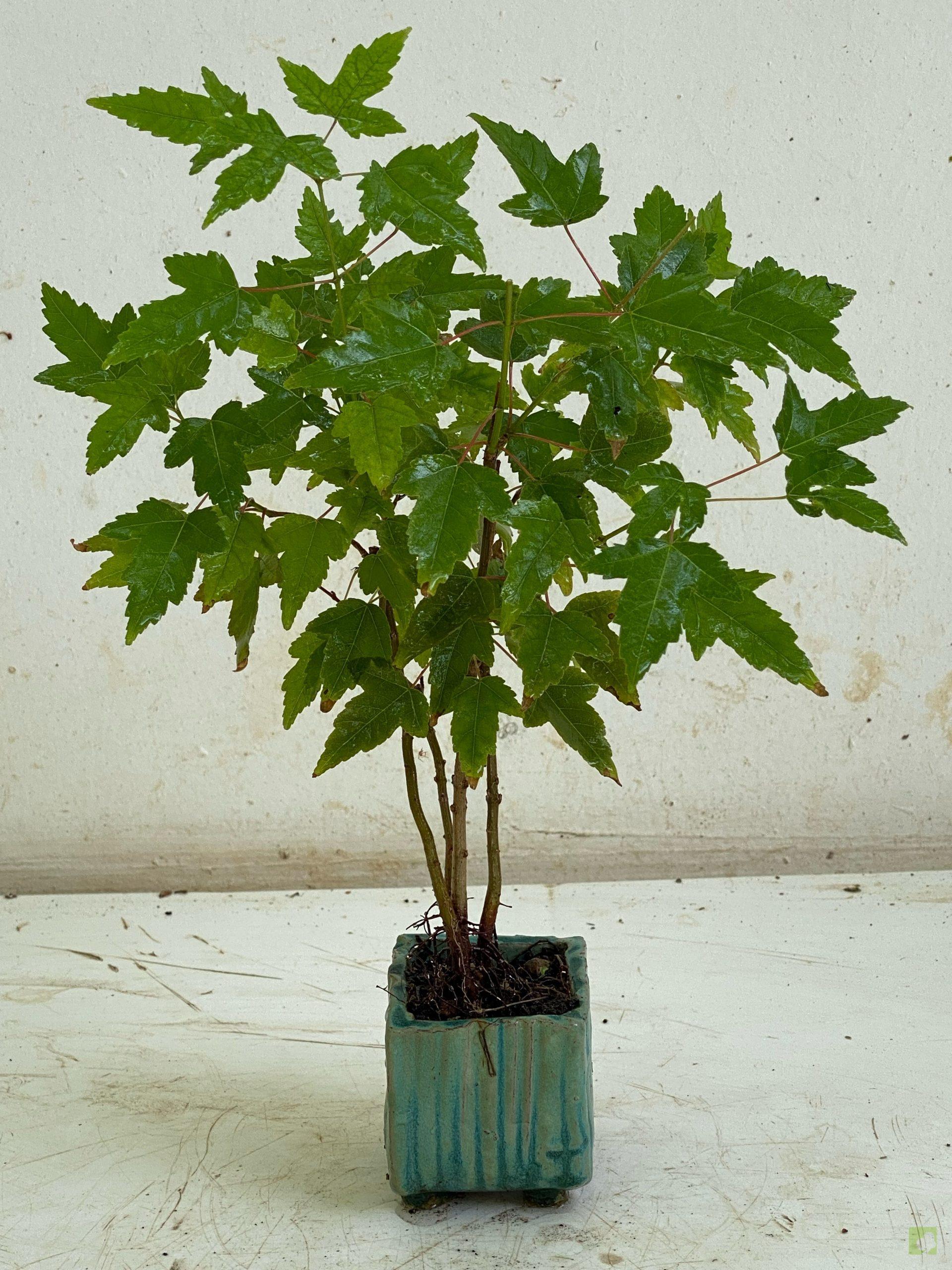 Processed with MOLDIV