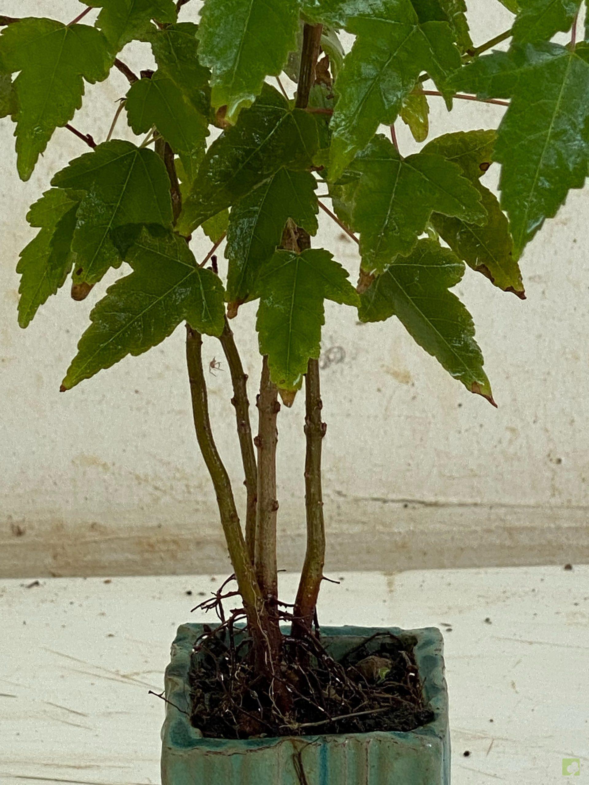 Processed with MOLDIV