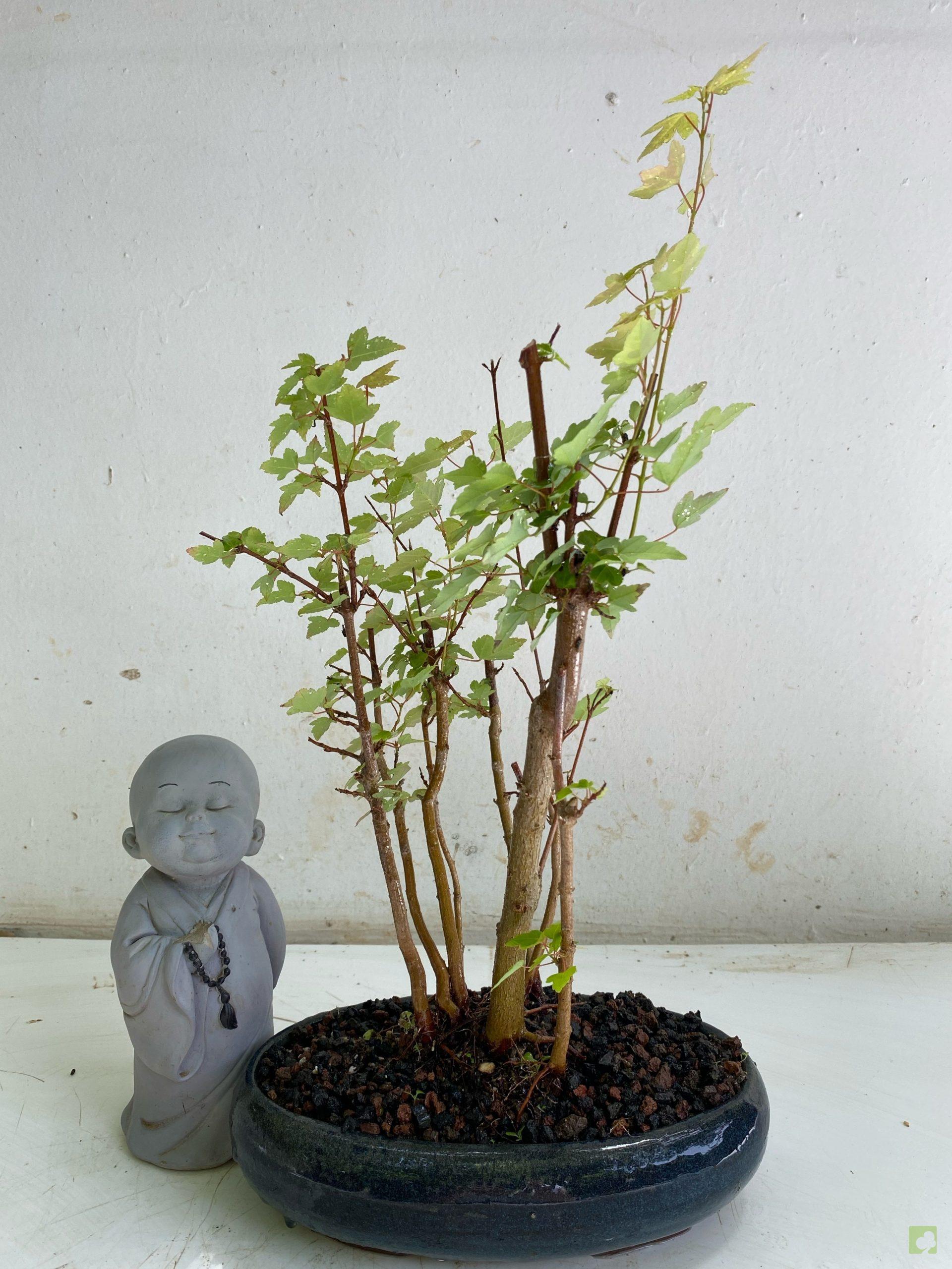 Processed with MOLDIV