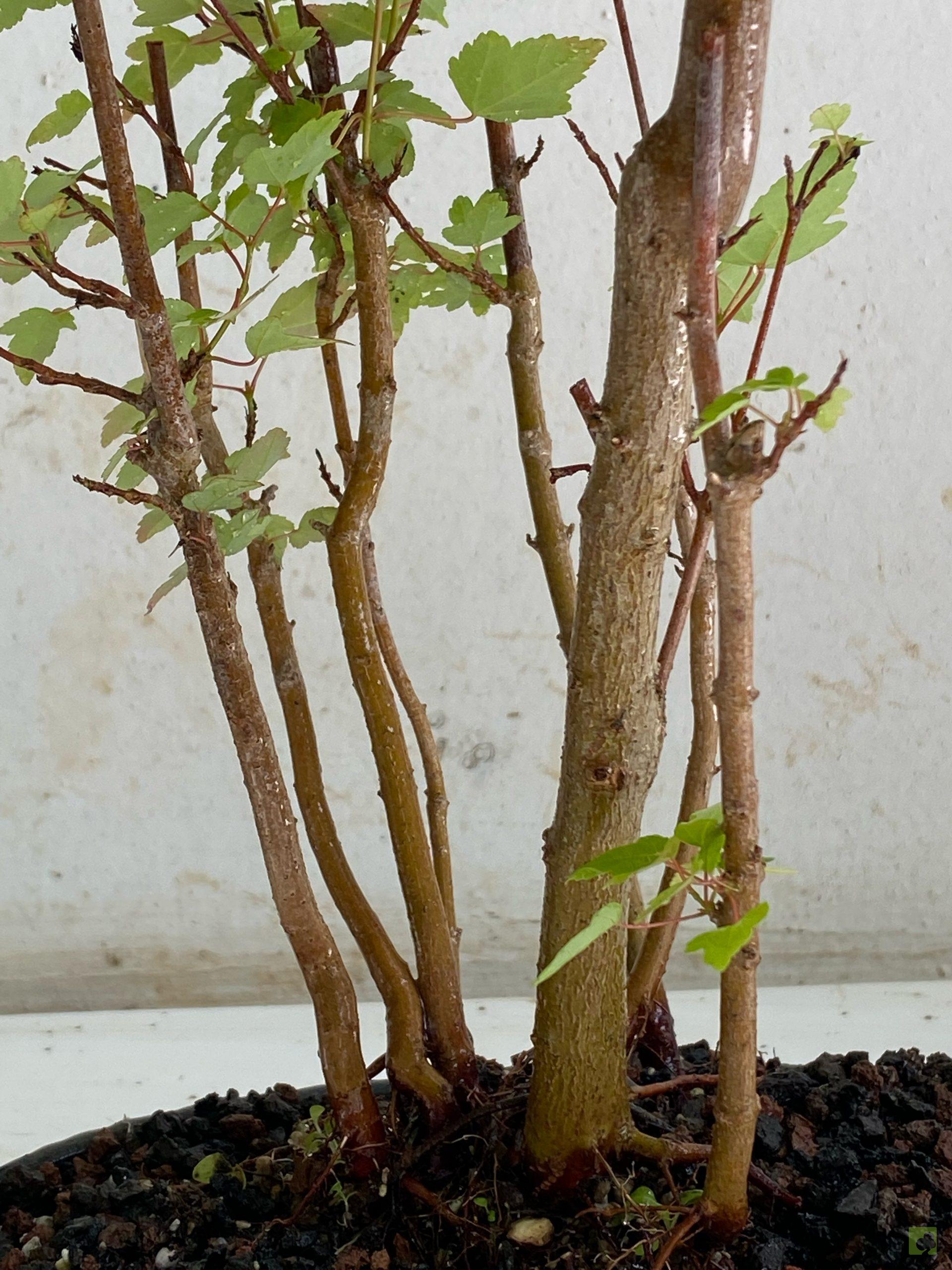 Processed with MOLDIV