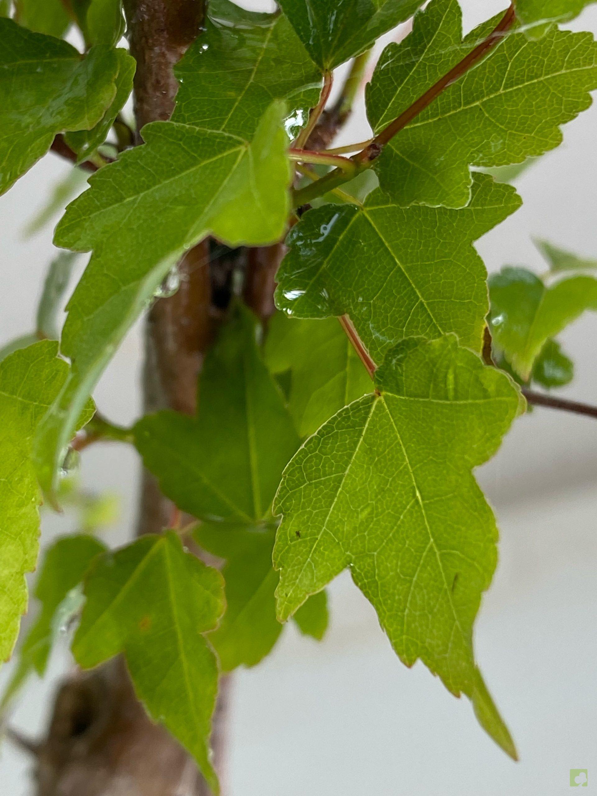 Processed with MOLDIV