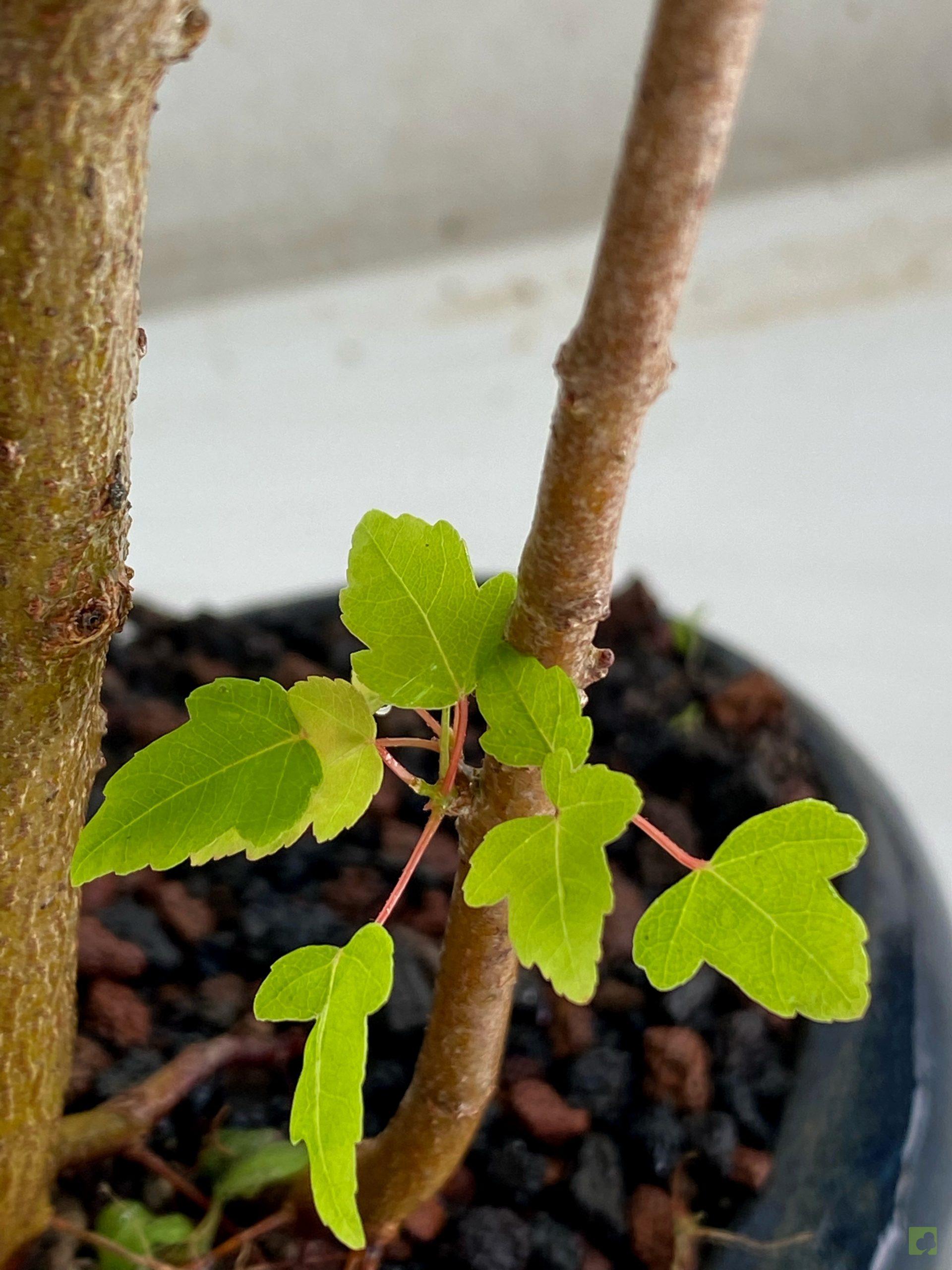 Processed with MOLDIV