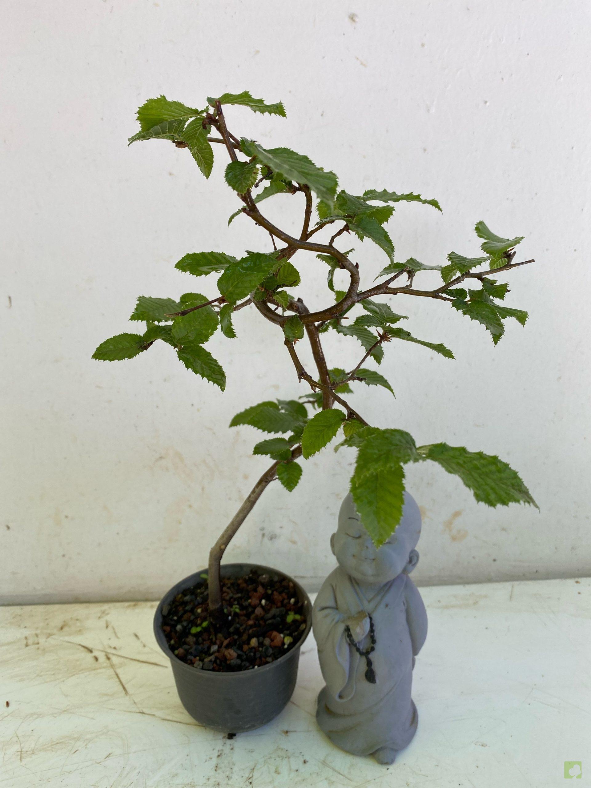 Processed with MOLDIV