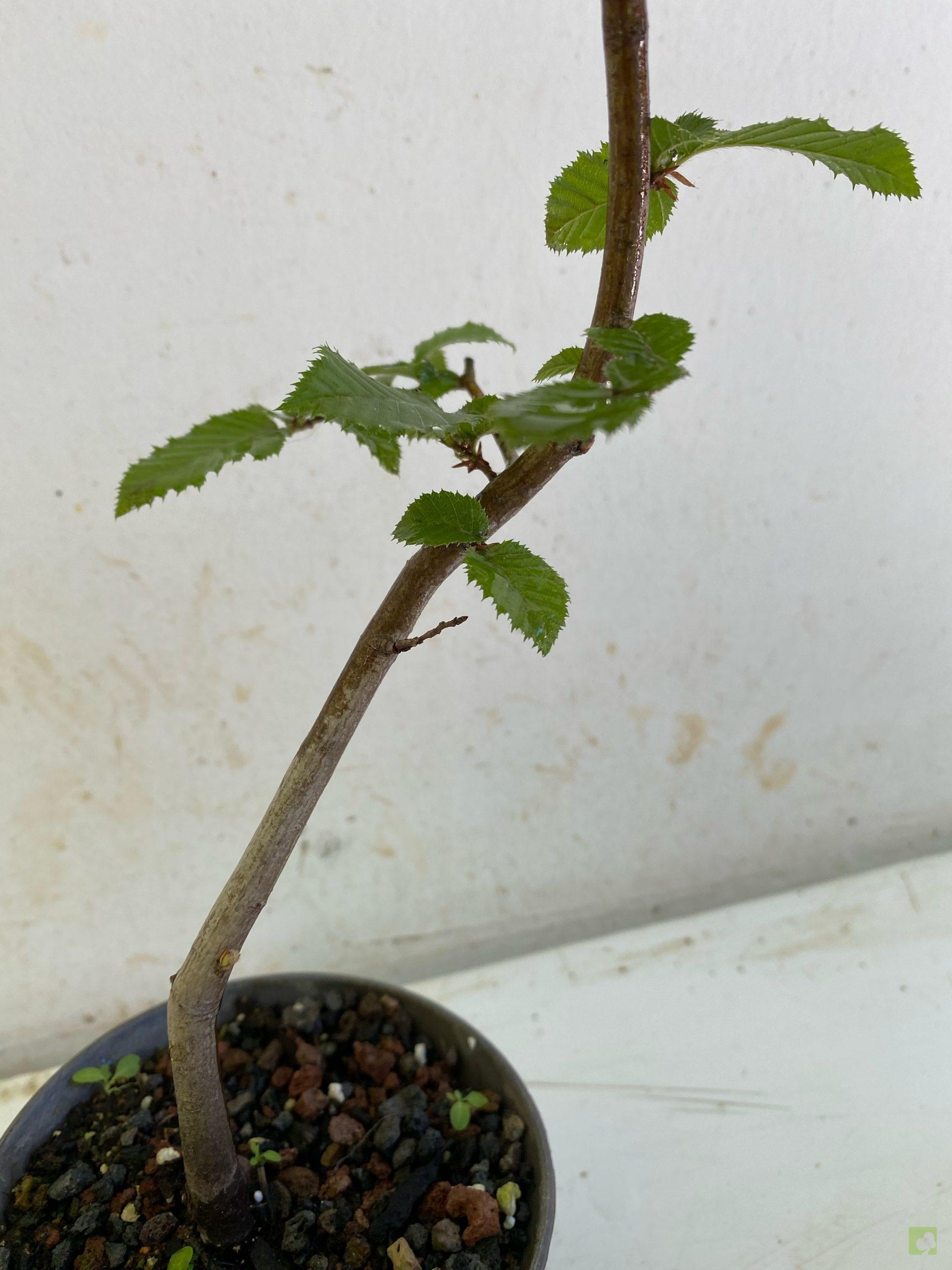 Processed with MOLDIV