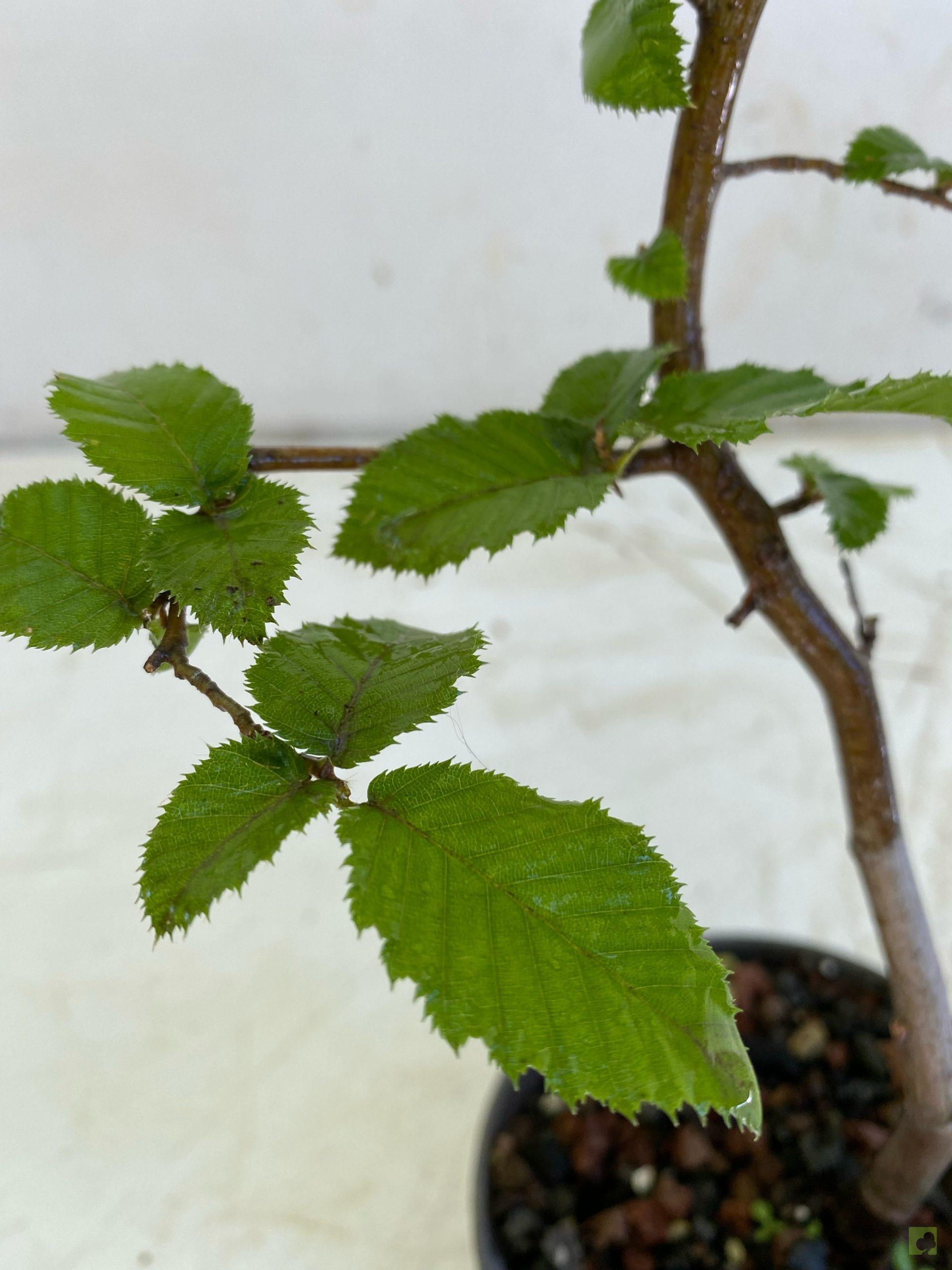 Processed with MOLDIV