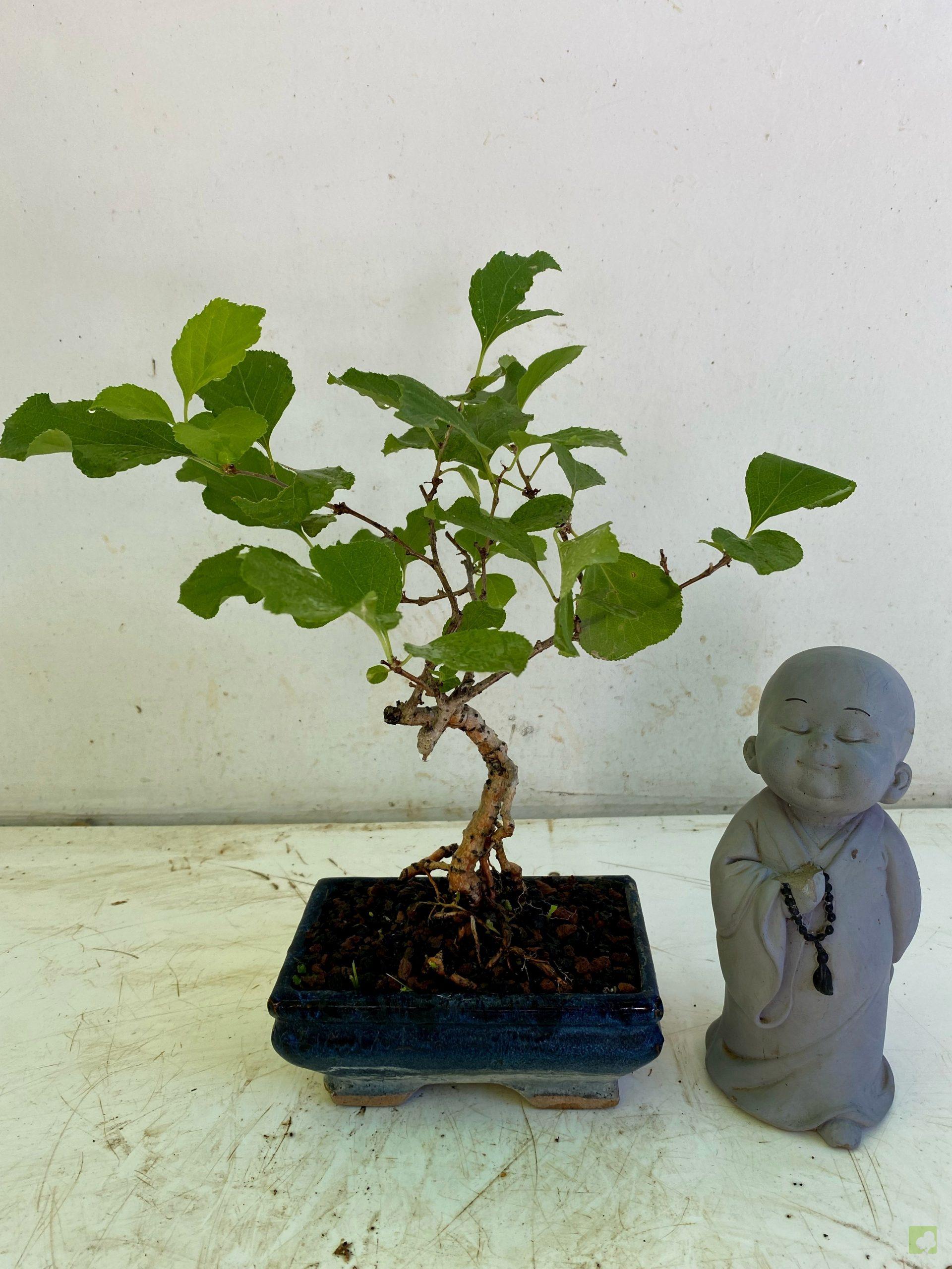 Processed with MOLDIV