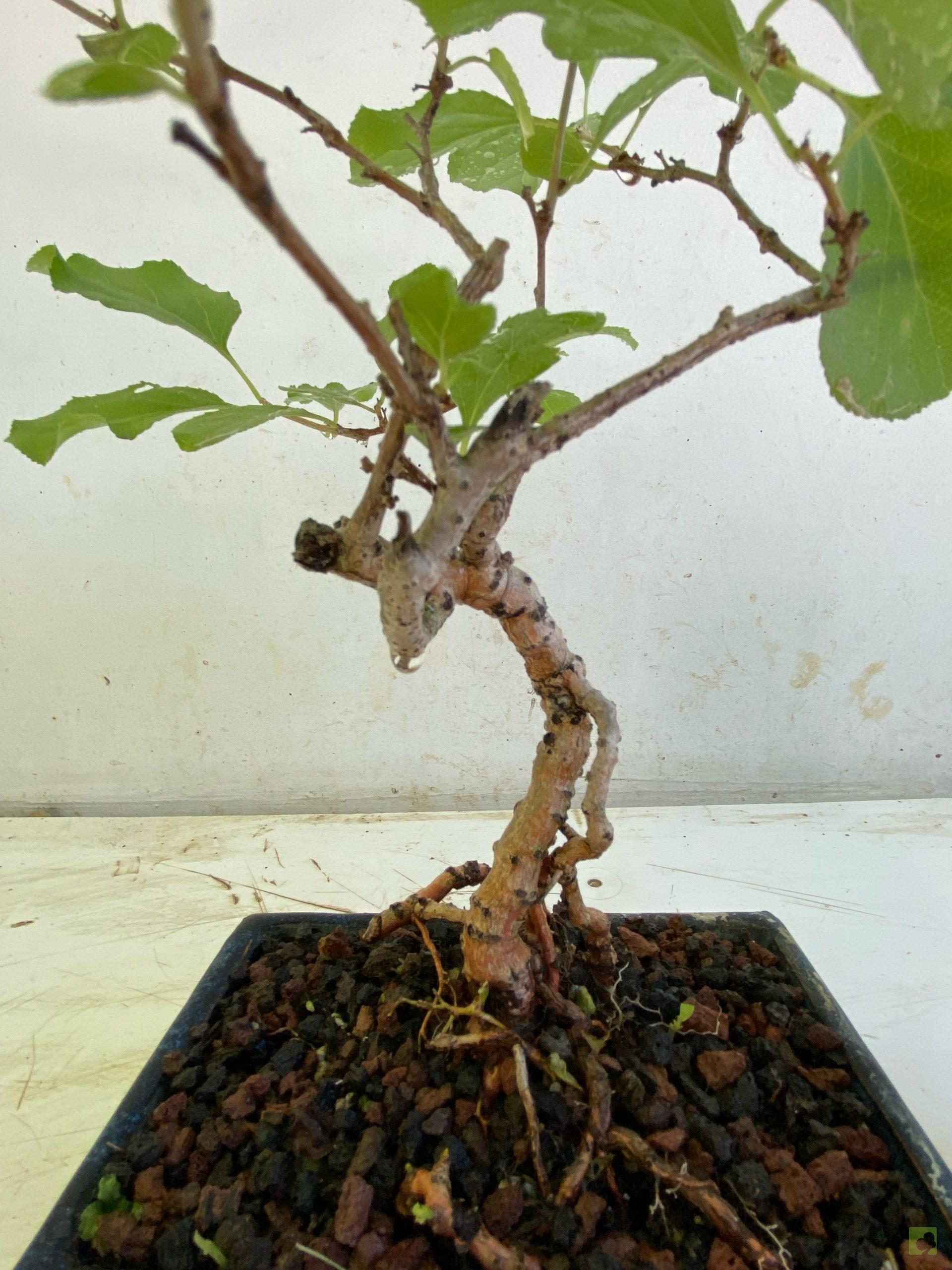 Processed with MOLDIV