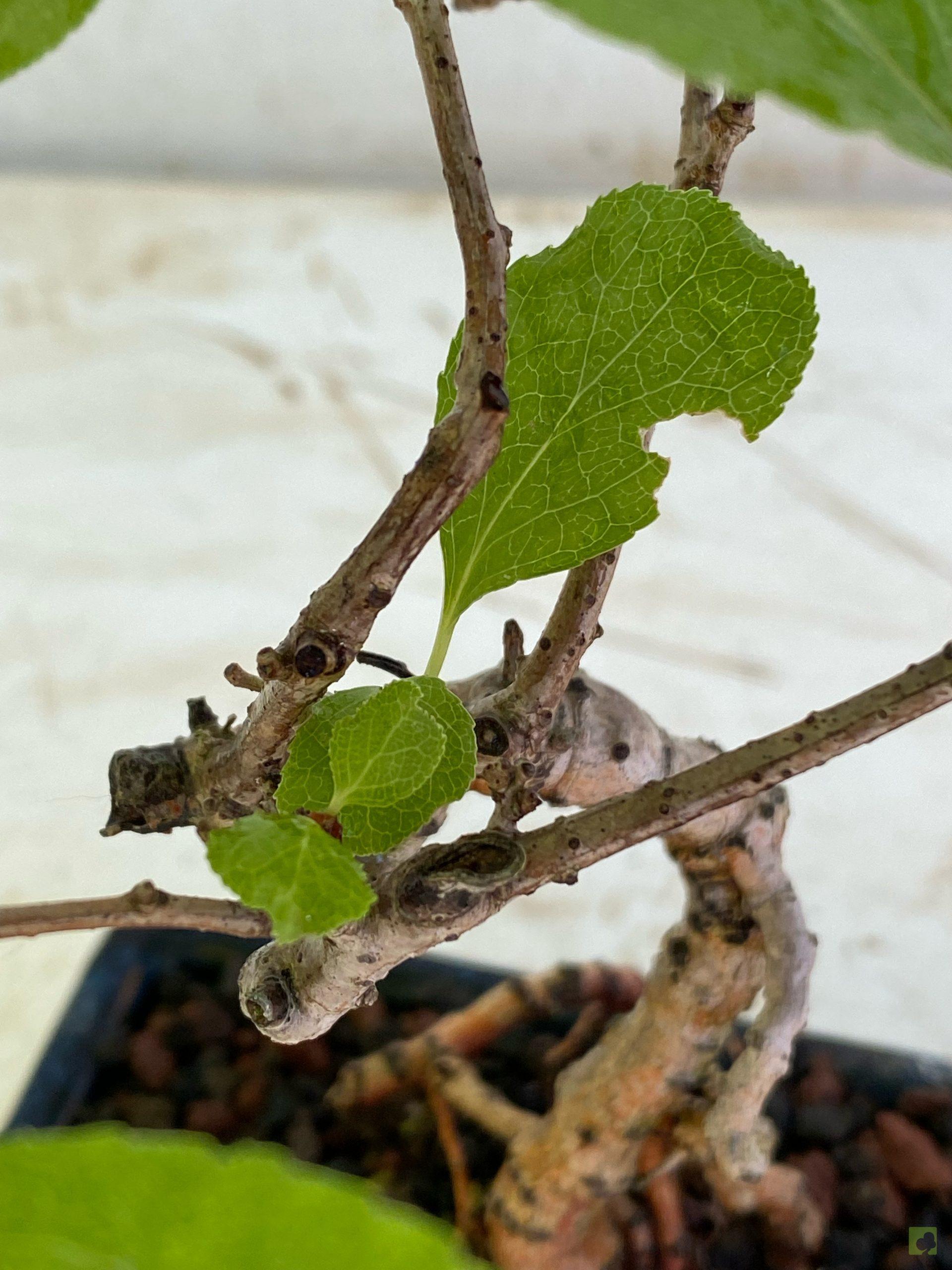 Processed with MOLDIV