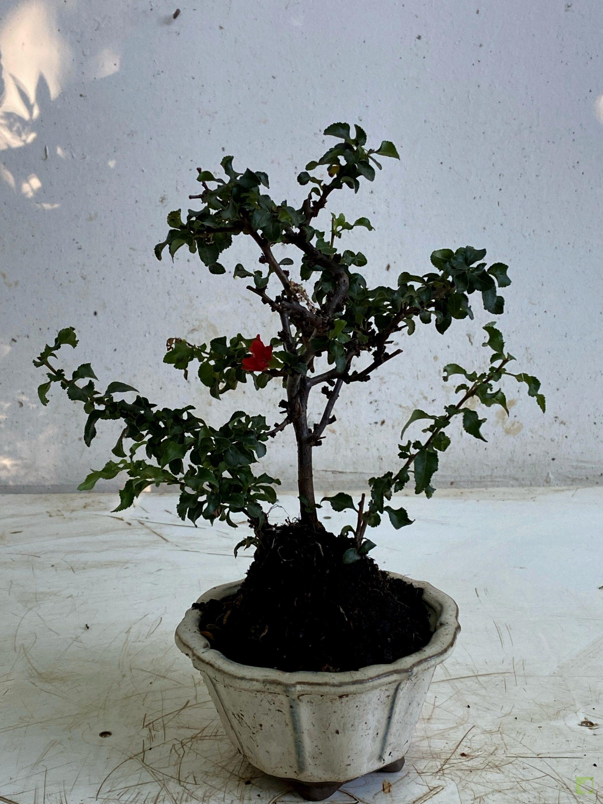 Processed with MOLDIV