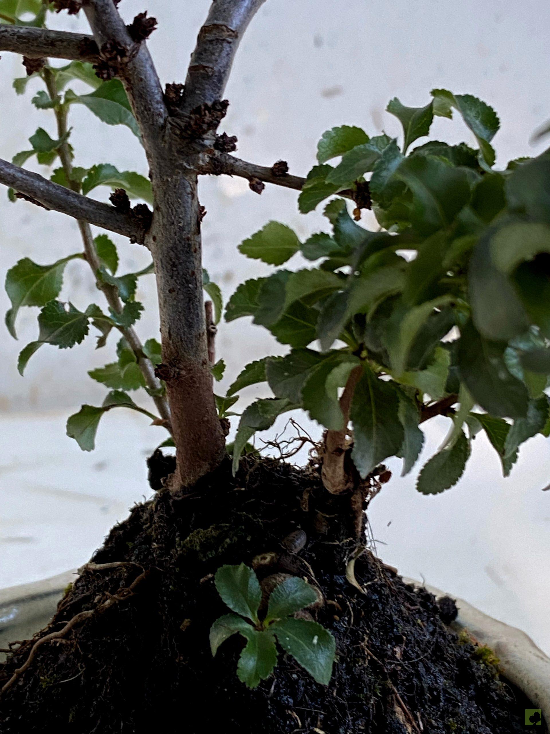 Processed with MOLDIV