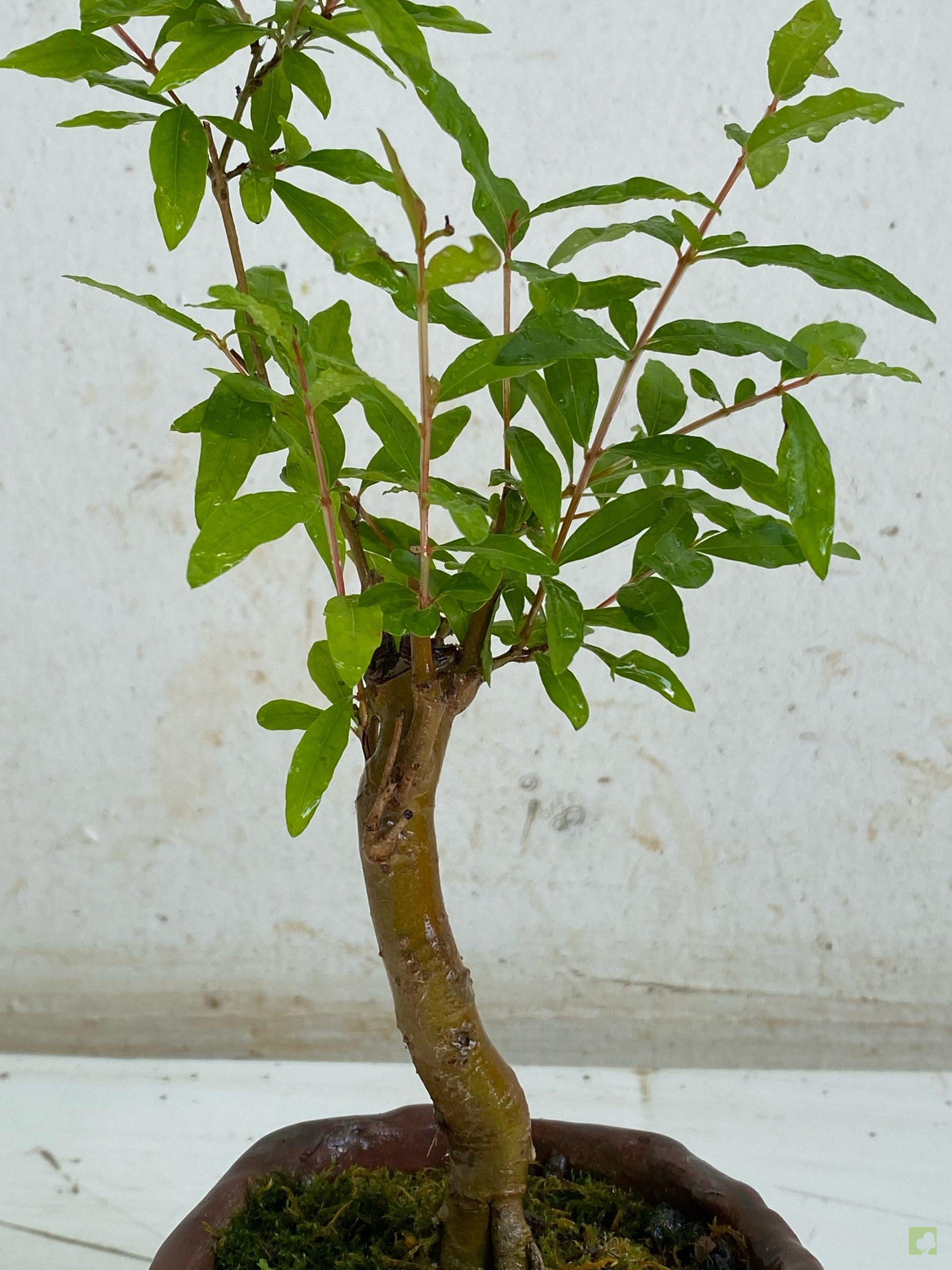 Processed with MOLDIV