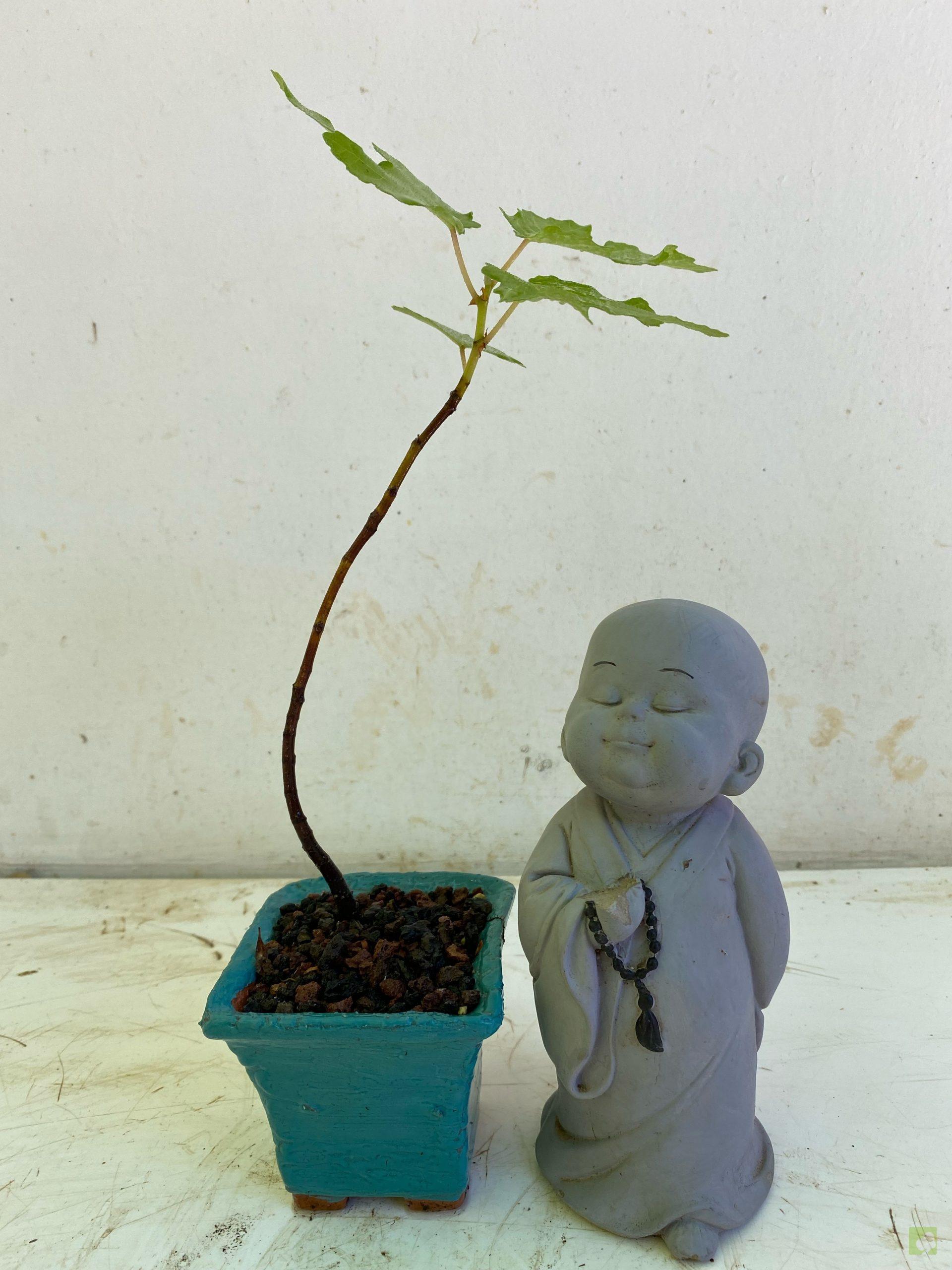 Processed with MOLDIV