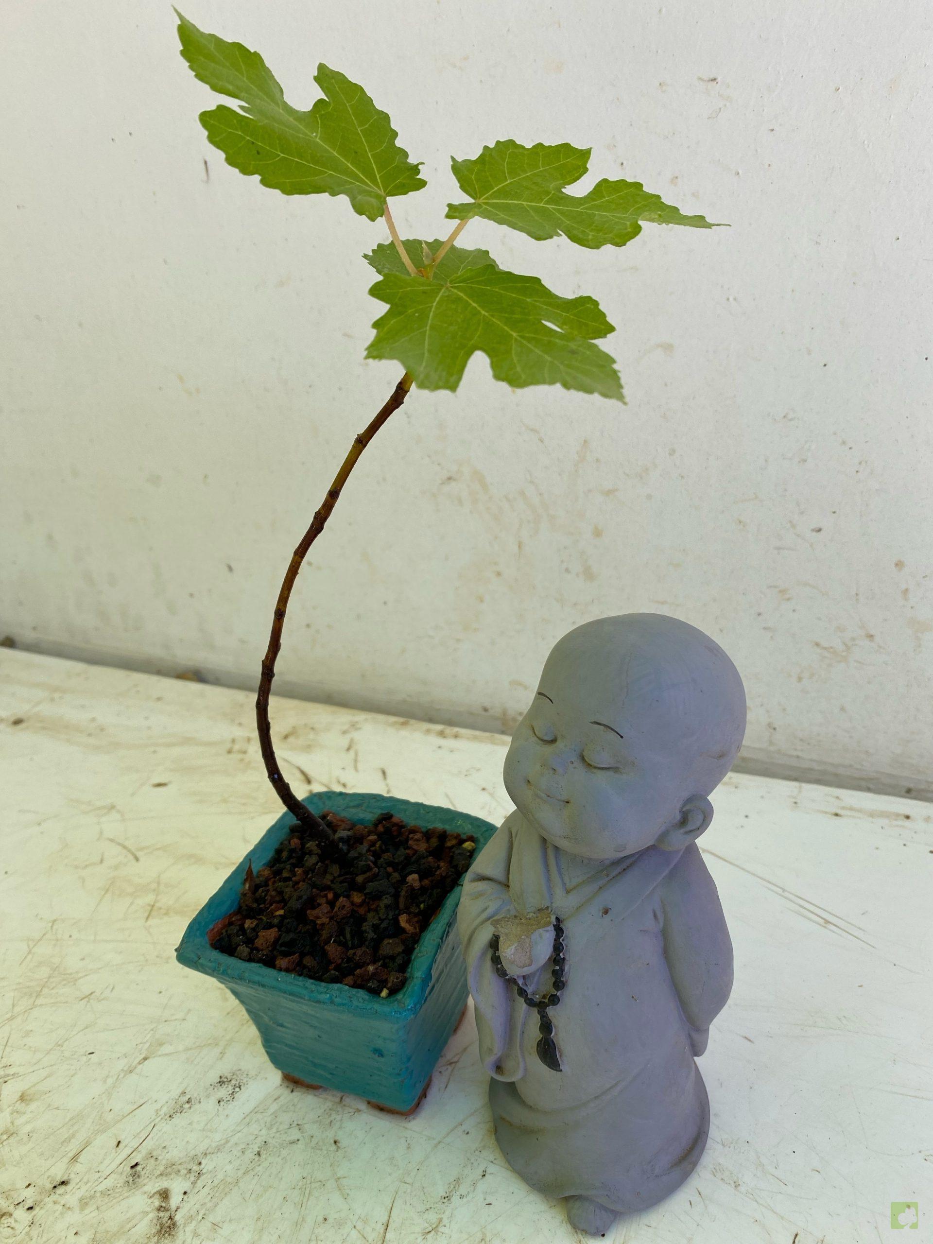 Processed with MOLDIV