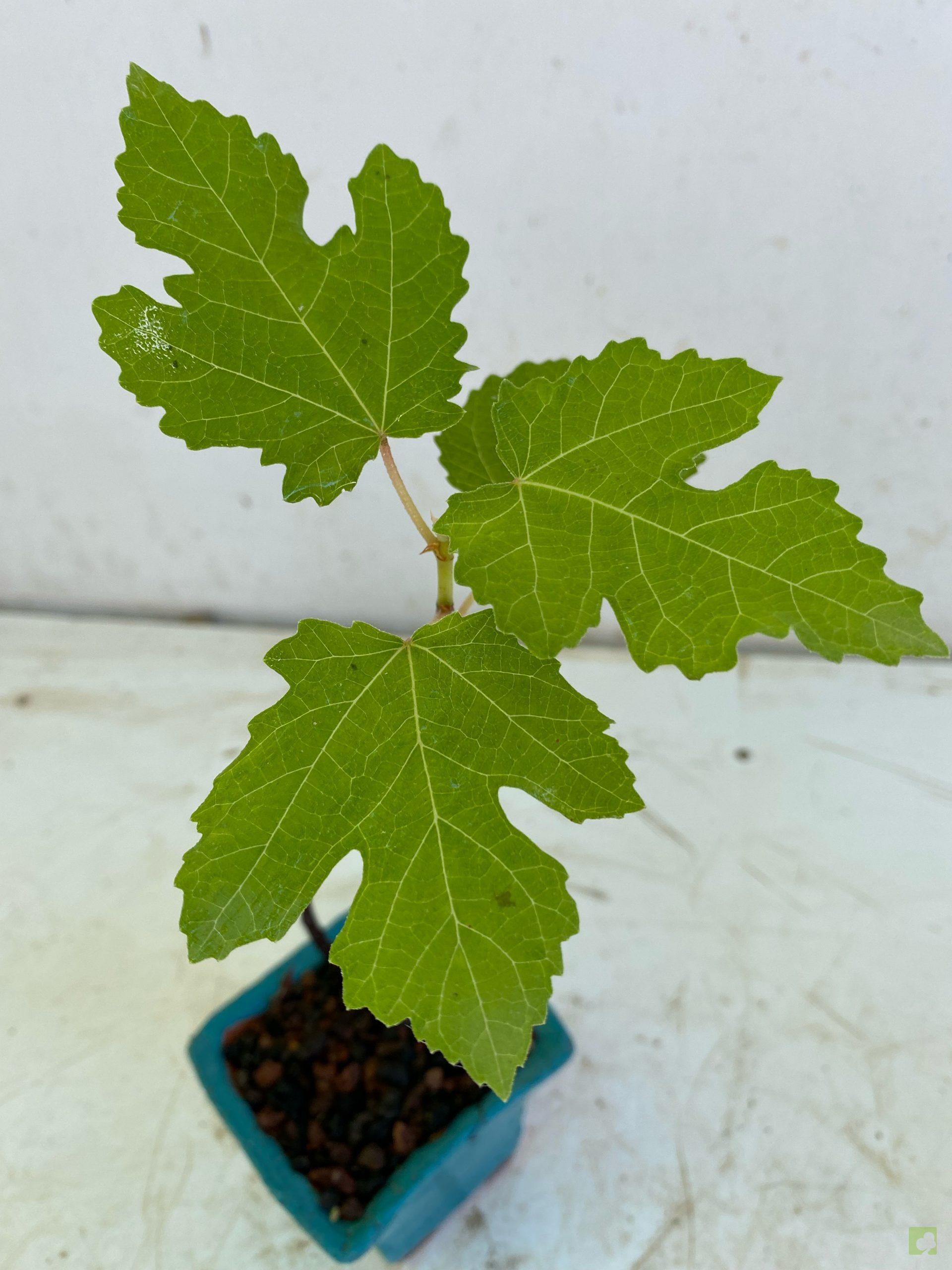 Processed with MOLDIV