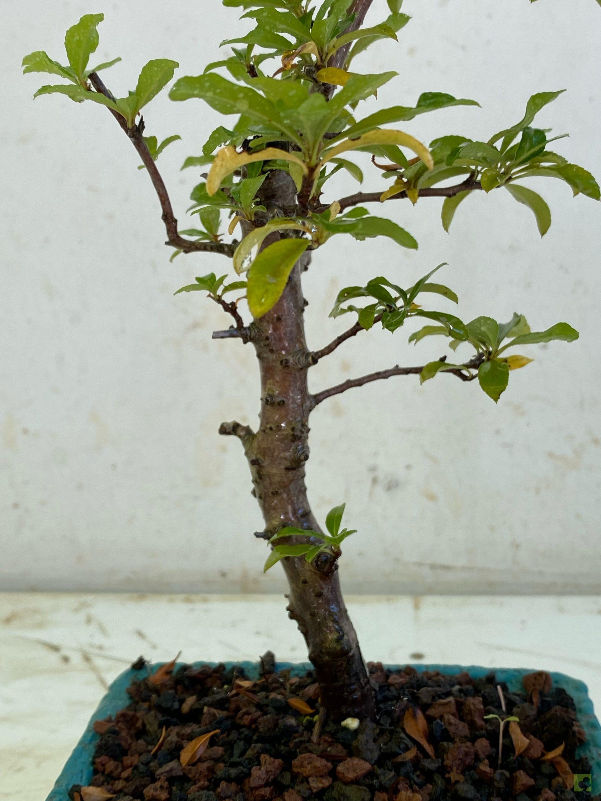 Processed with MOLDIV