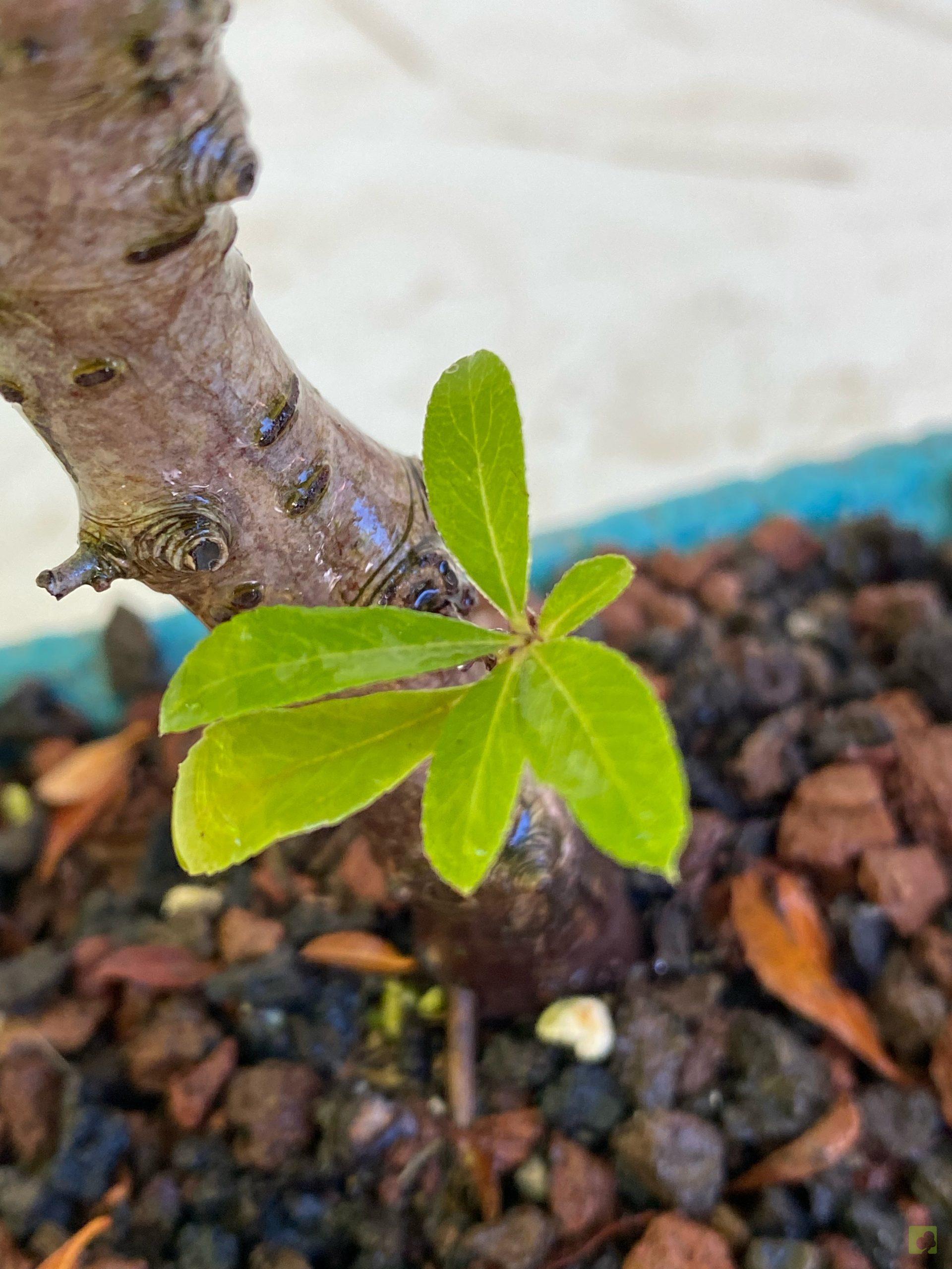 Processed with MOLDIV