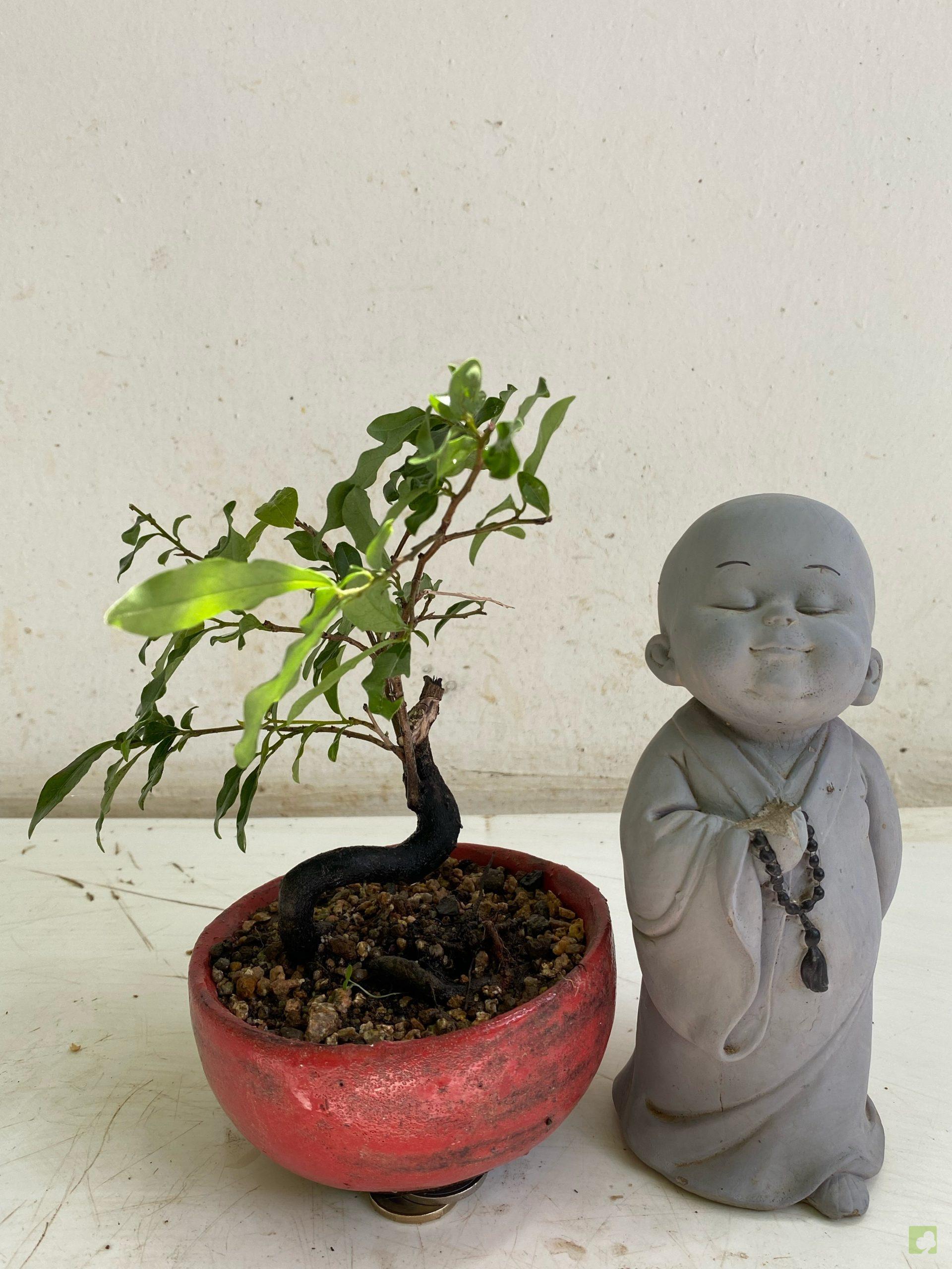 Processed with MOLDIV