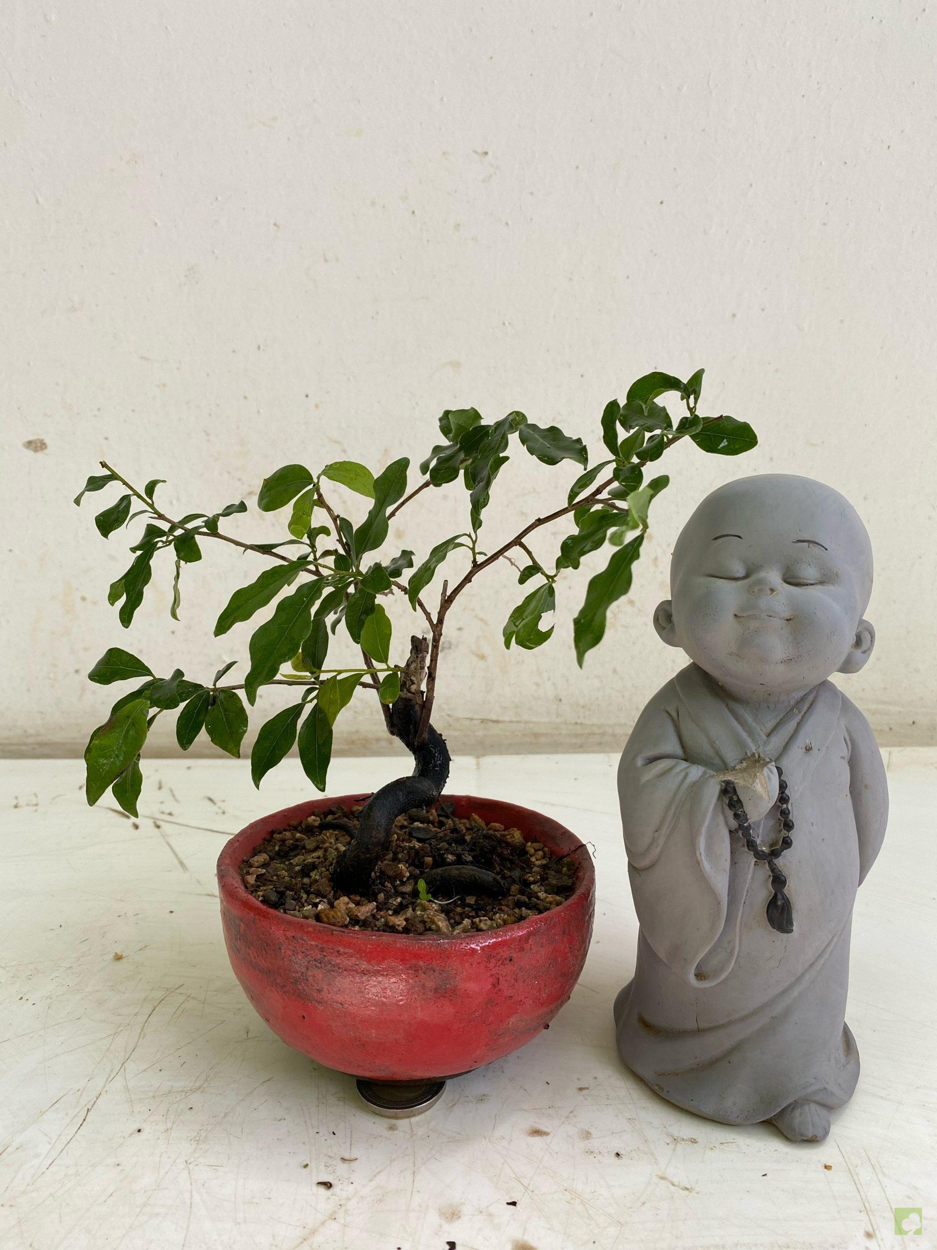 Processed with MOLDIV