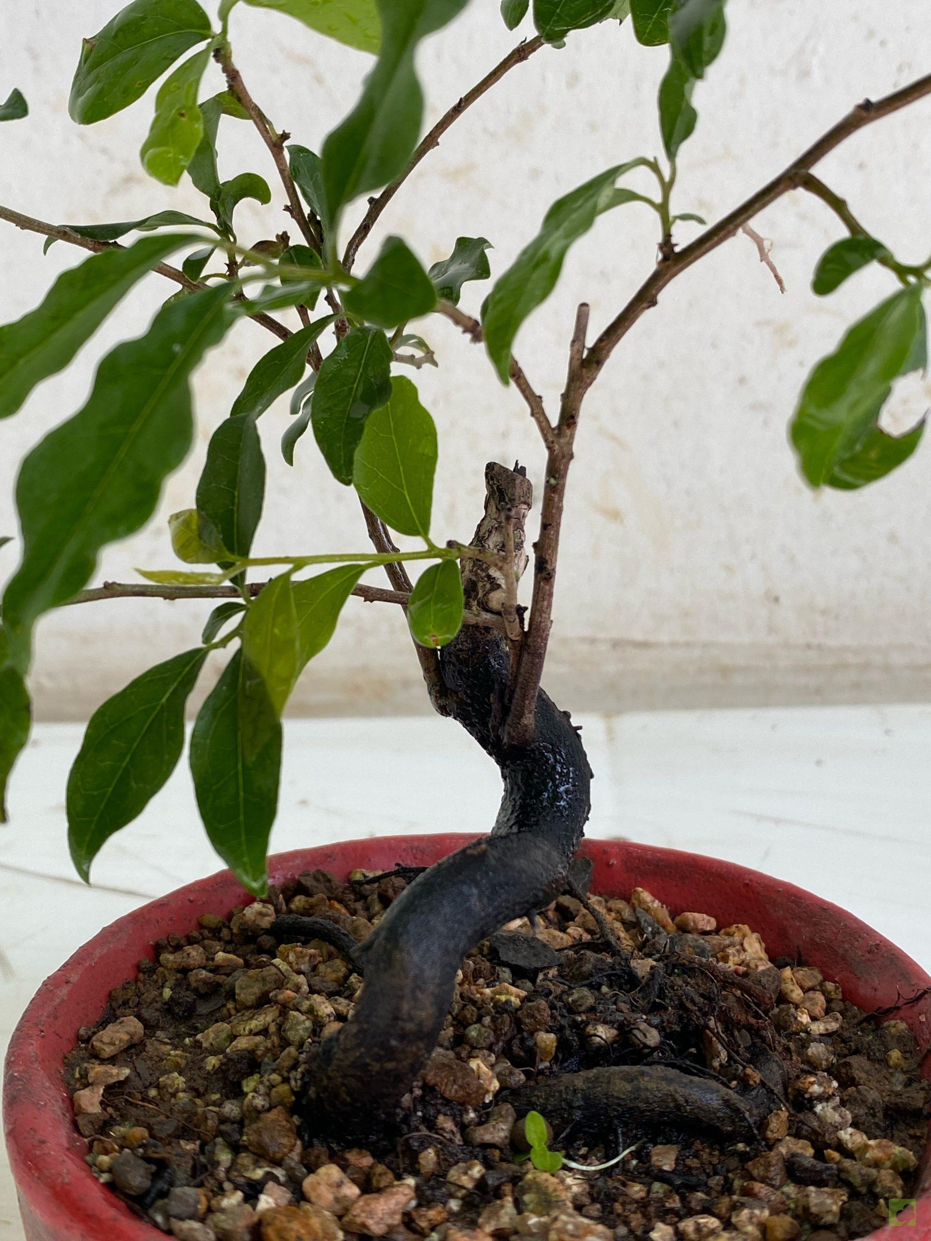 Processed with MOLDIV