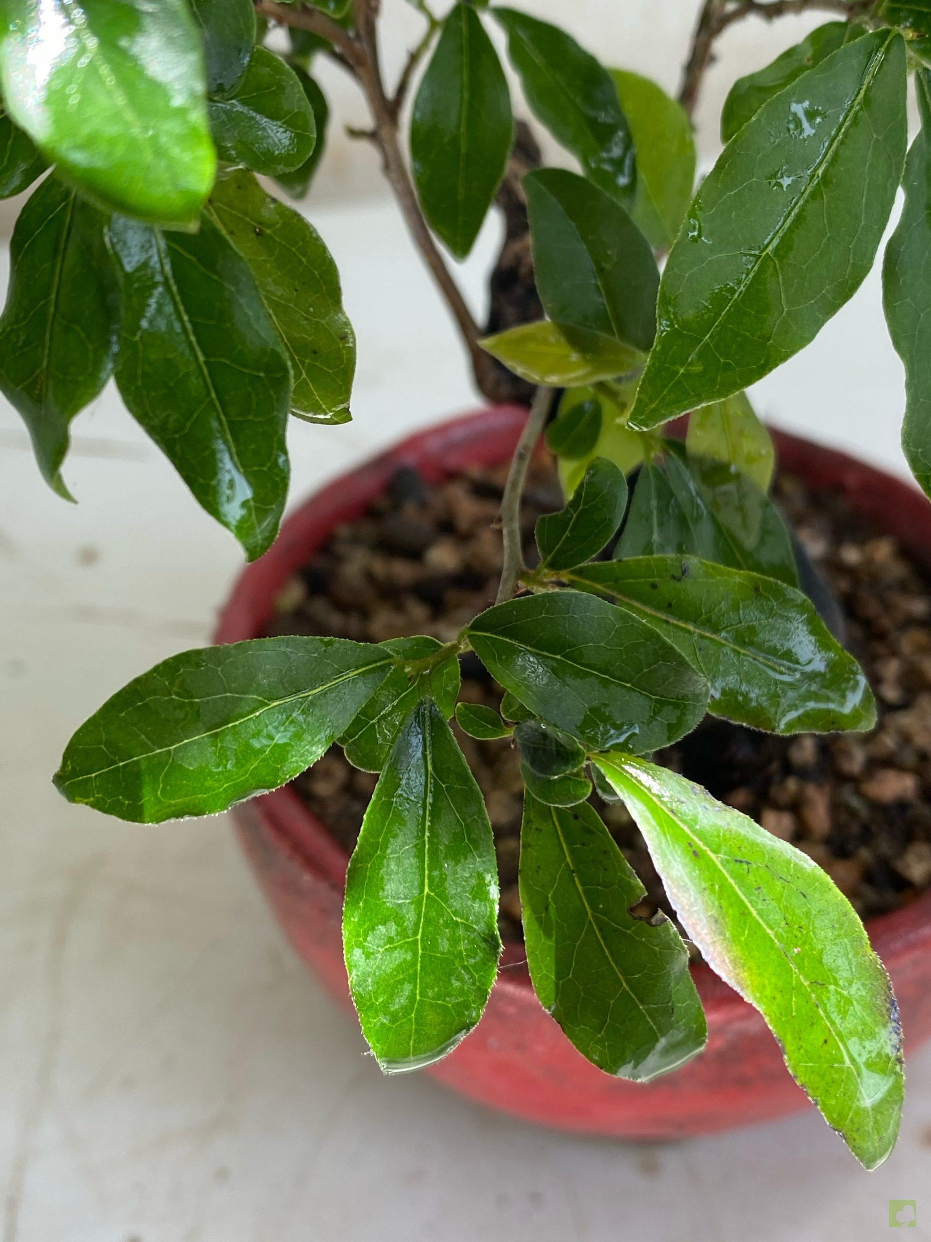 Processed with MOLDIV