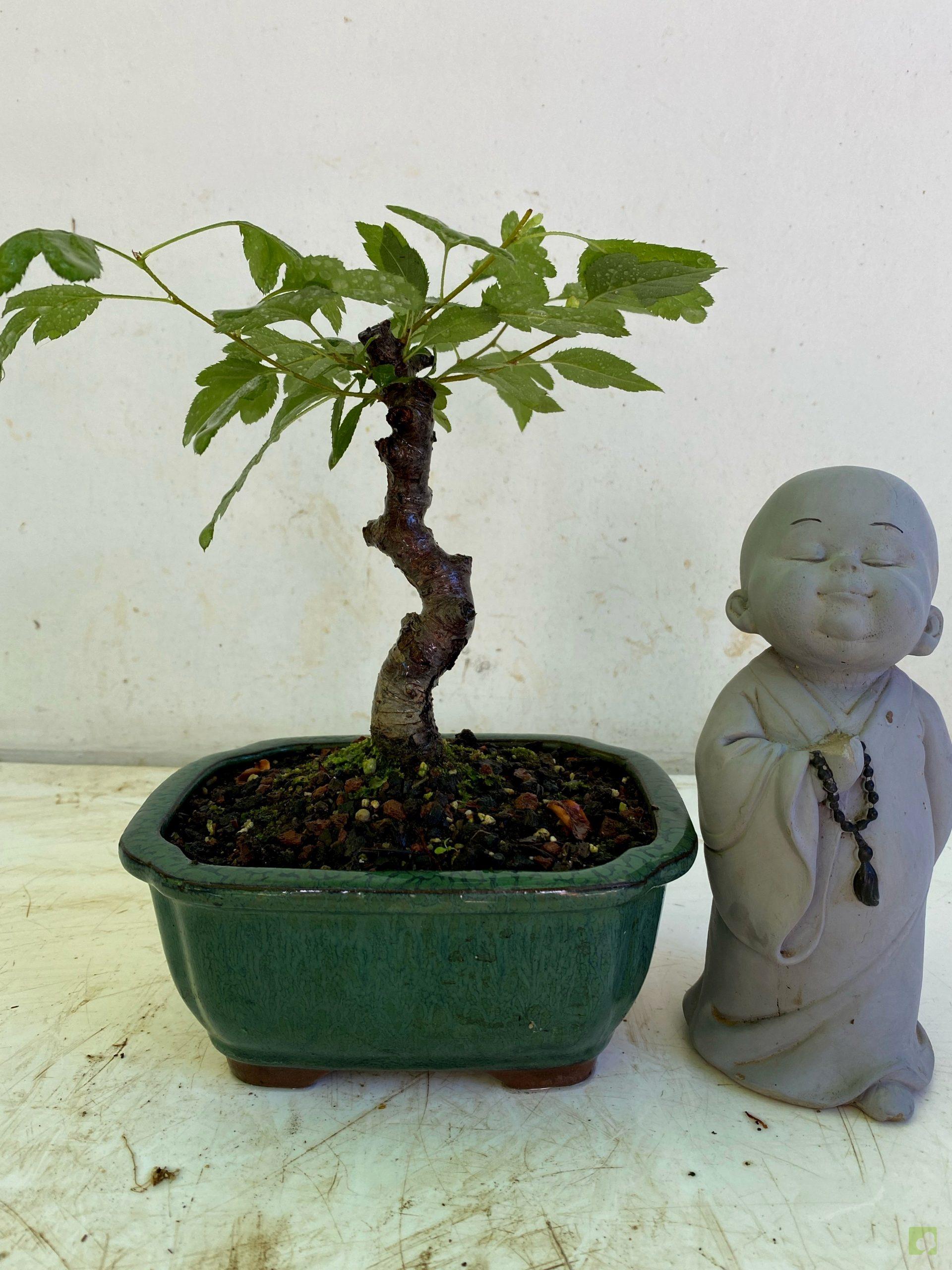 Processed with MOLDIV