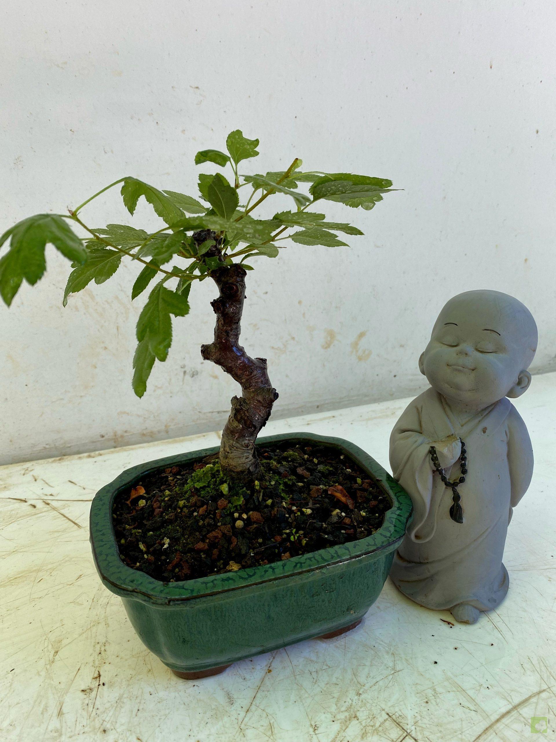 Processed with MOLDIV