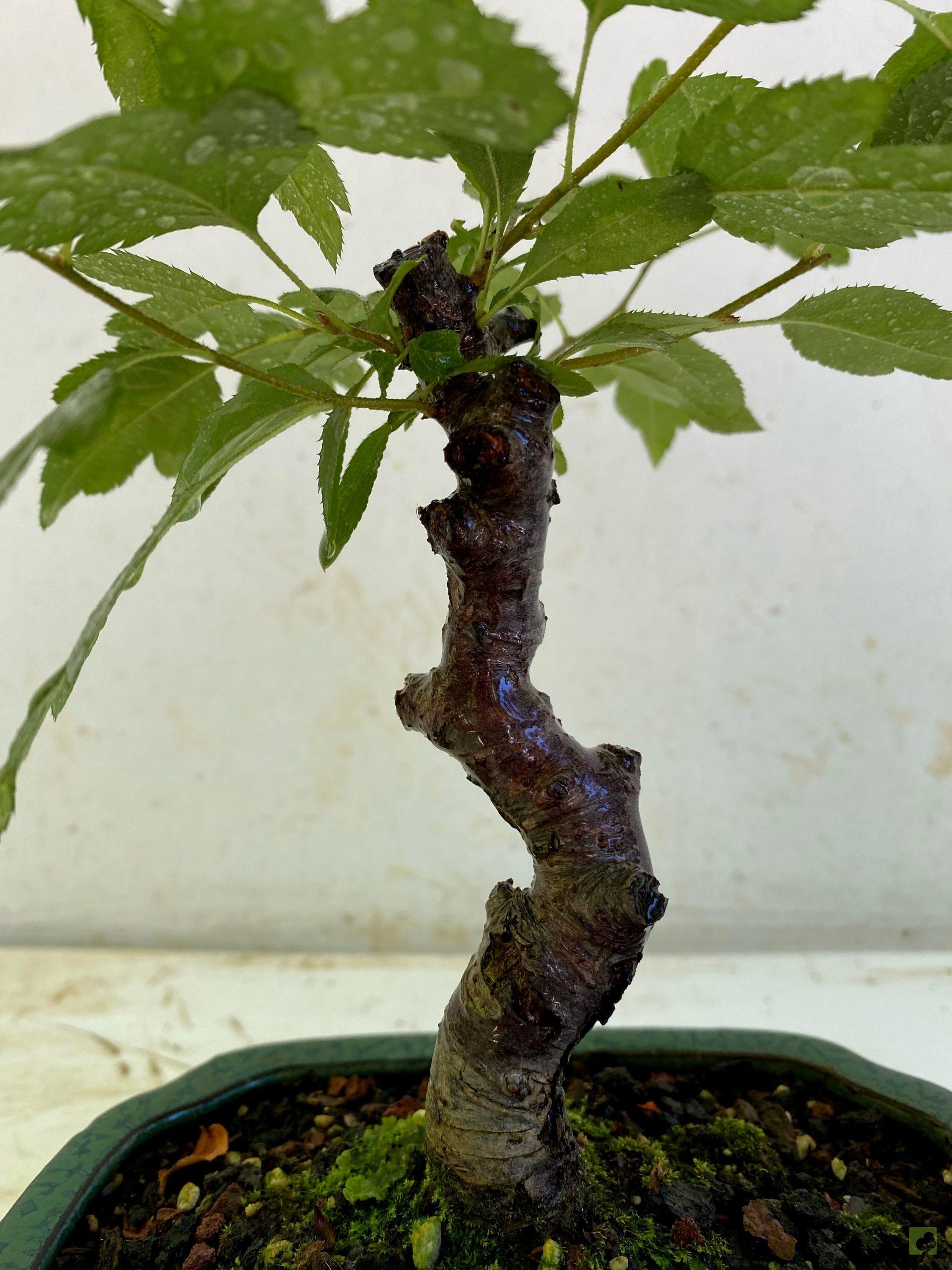 Processed with MOLDIV