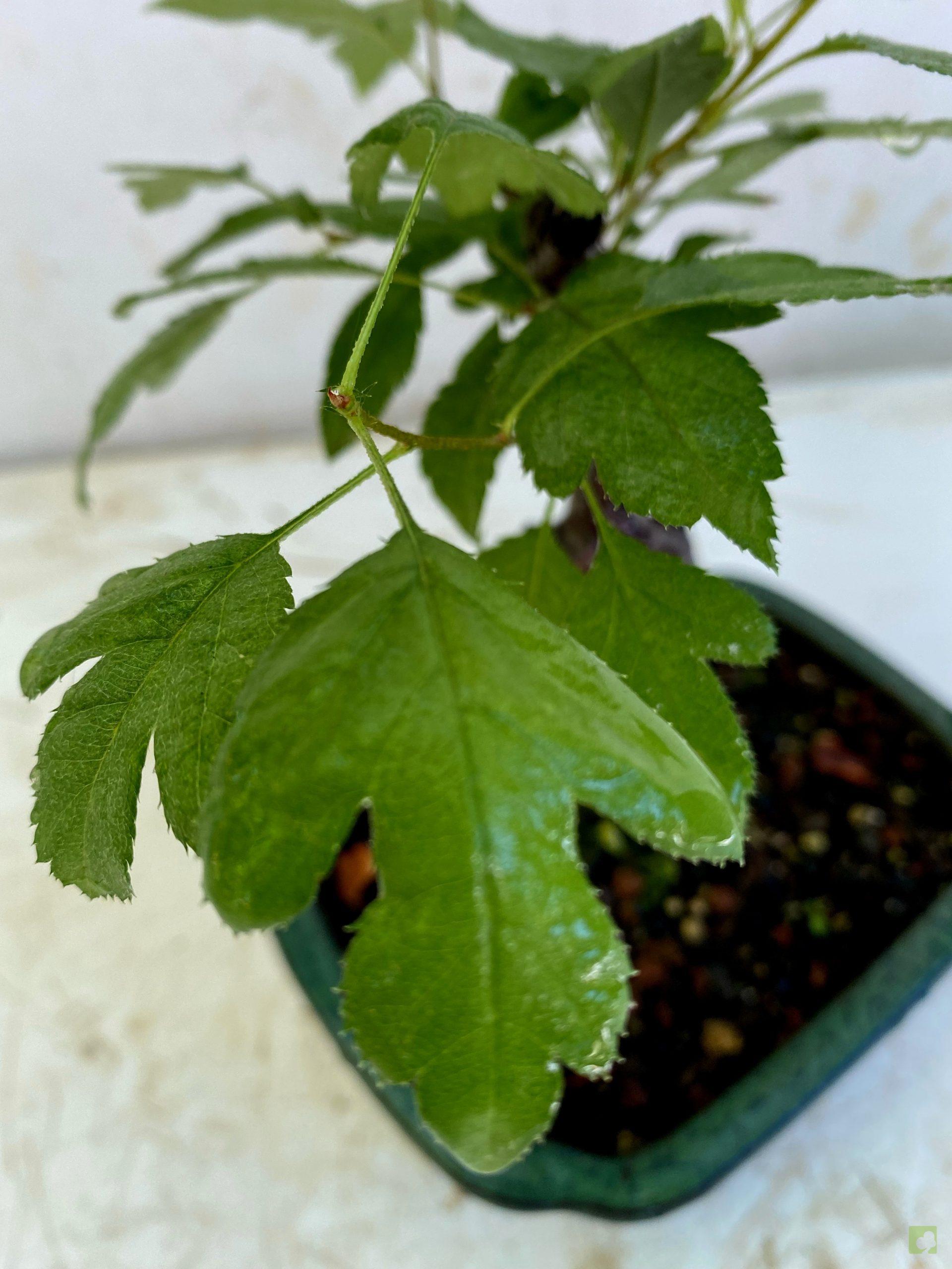 Processed with MOLDIV