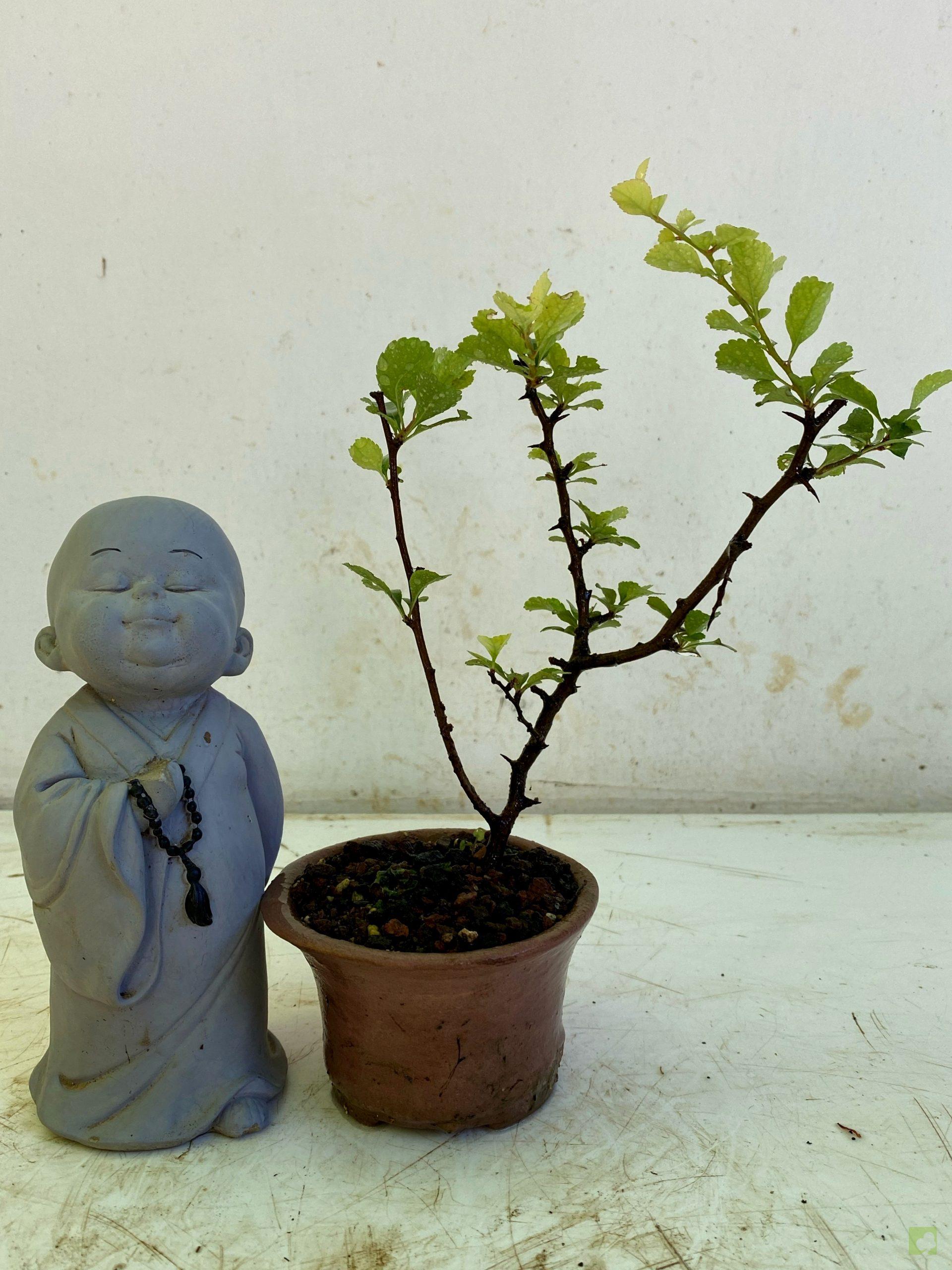 Processed with MOLDIV